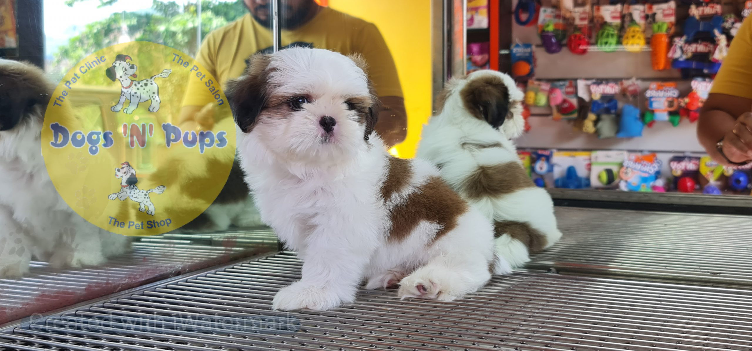 Shihtzu puppy image 3