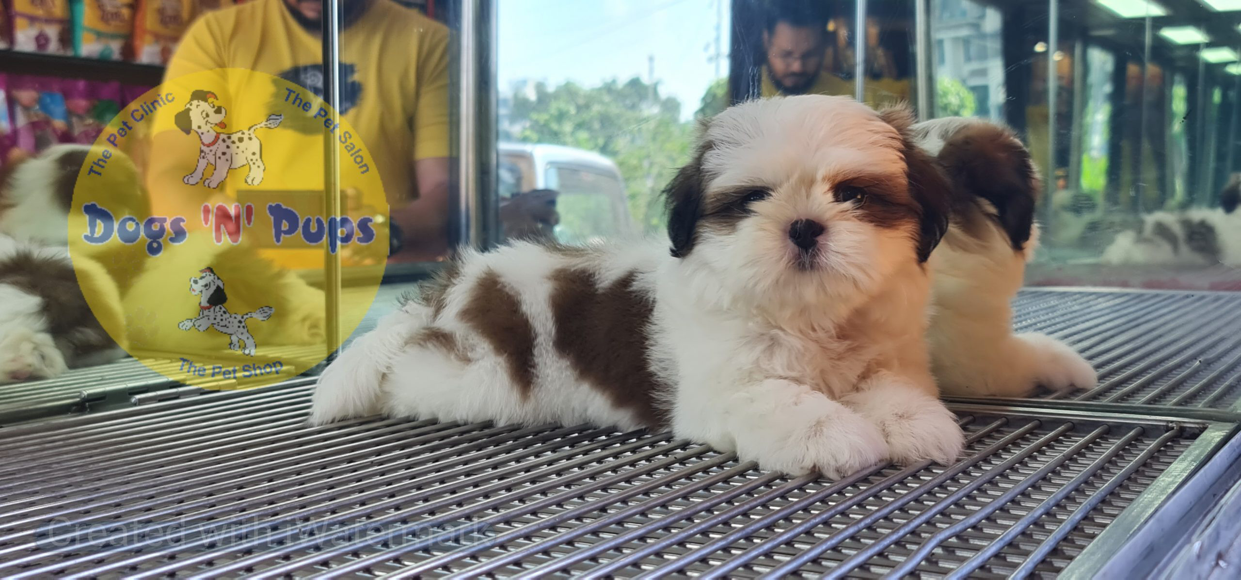 Shihtzu puppy image 4