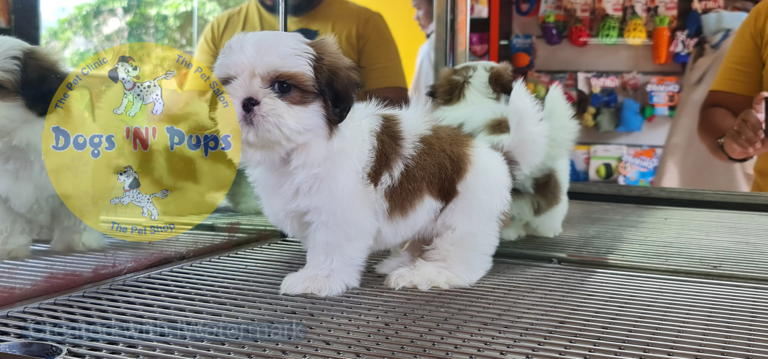 Shihtzu puppy image 5