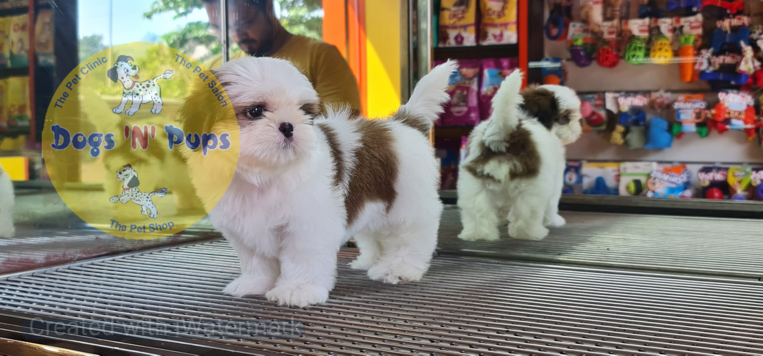 Shihtzu puppy image 6
