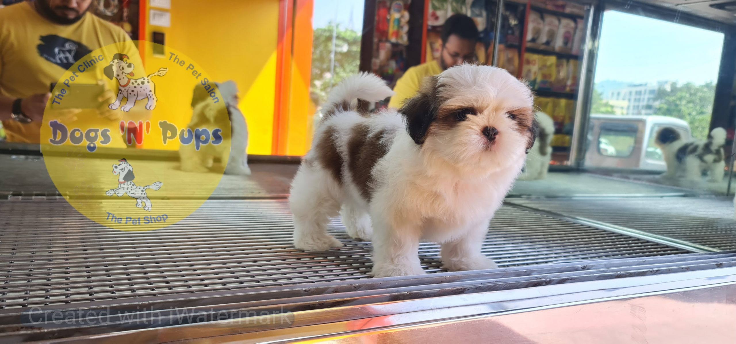 Shihtzu puppy image 7