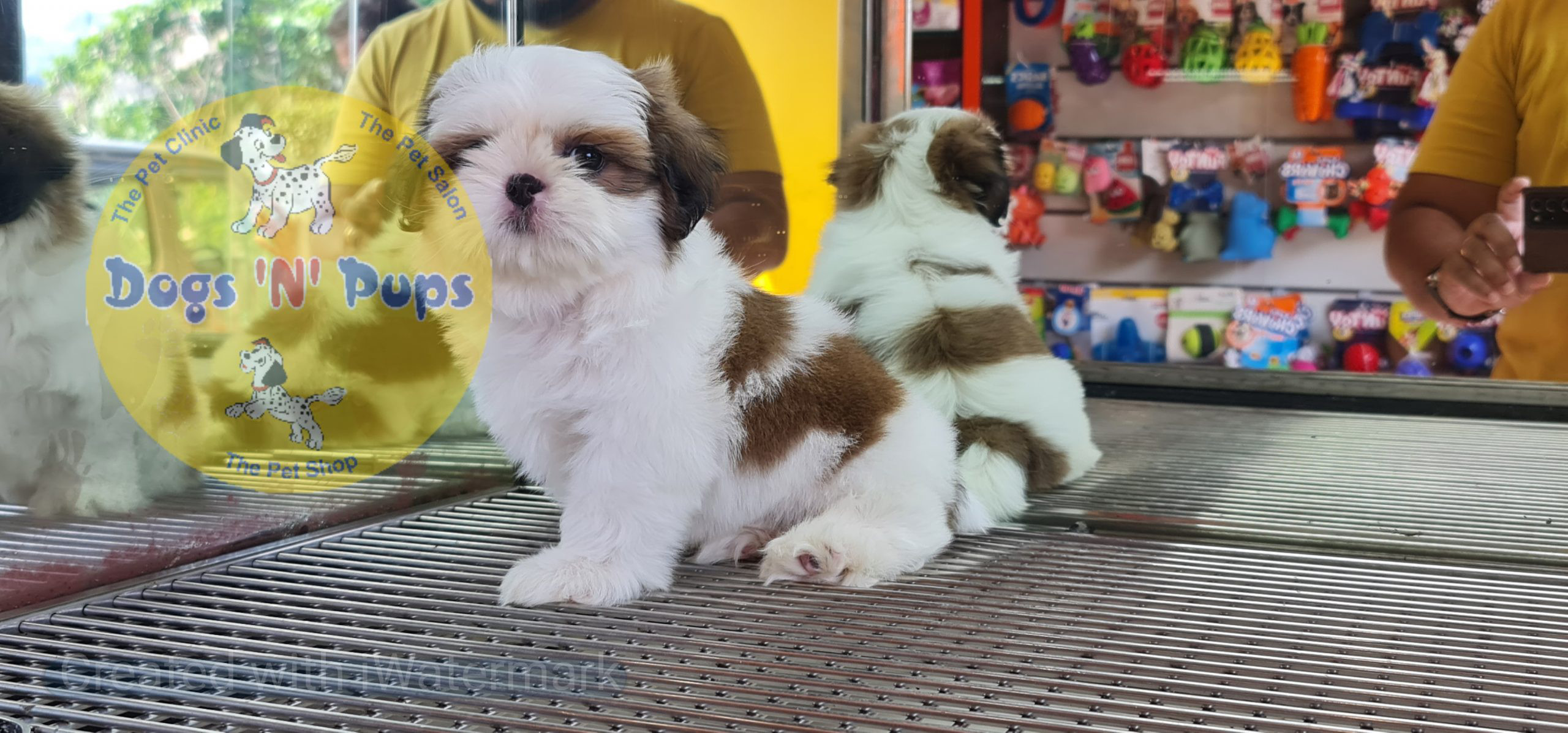 Shihtzu puppy image 8