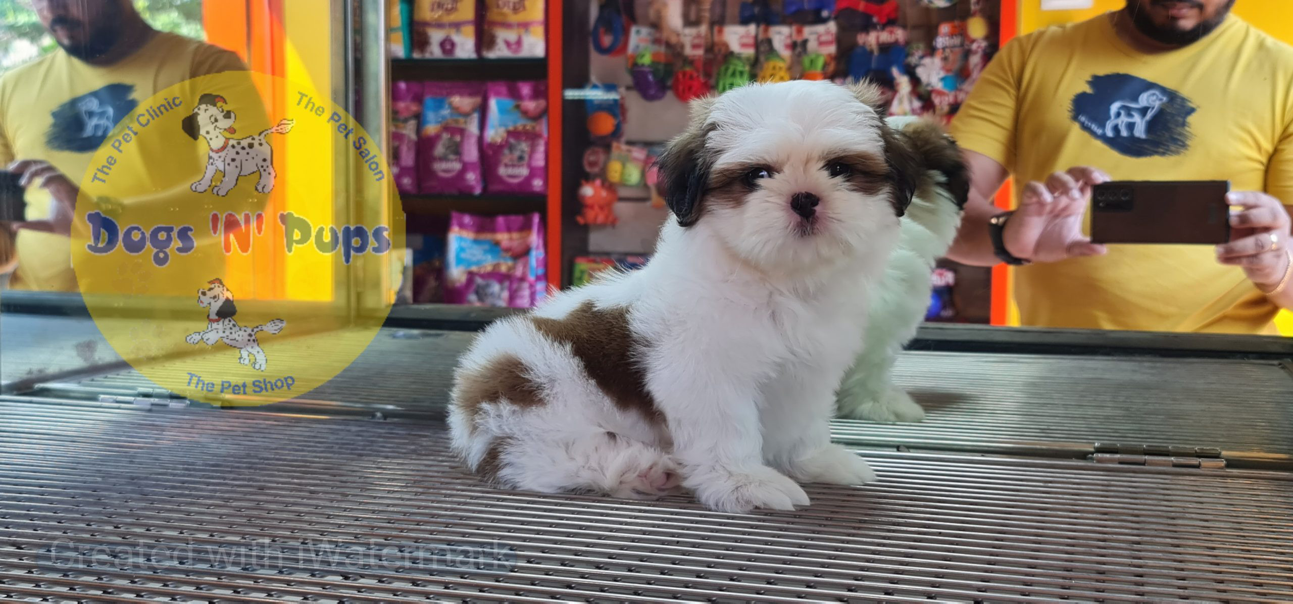 Shihtzu puppy image 9
