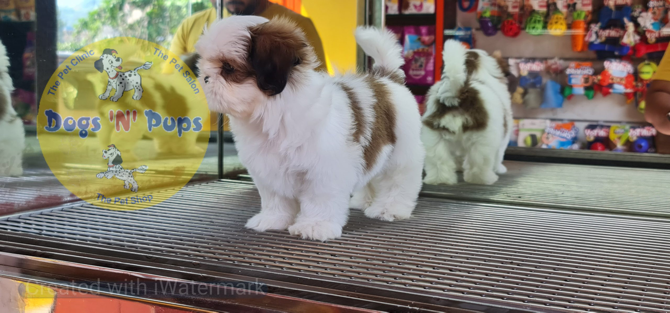 Shihtzu puppy image 10
