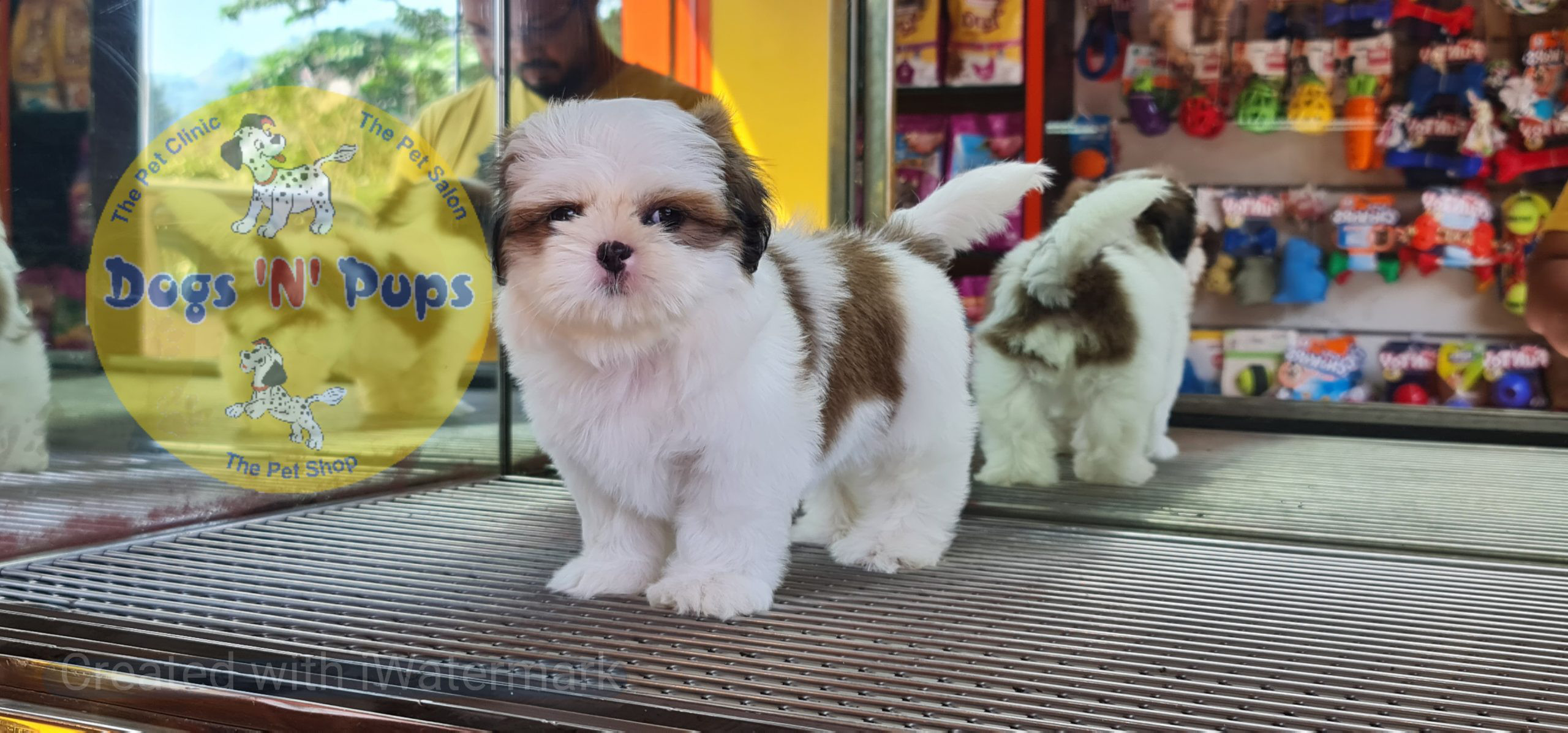 Shihtzu puppy image 11