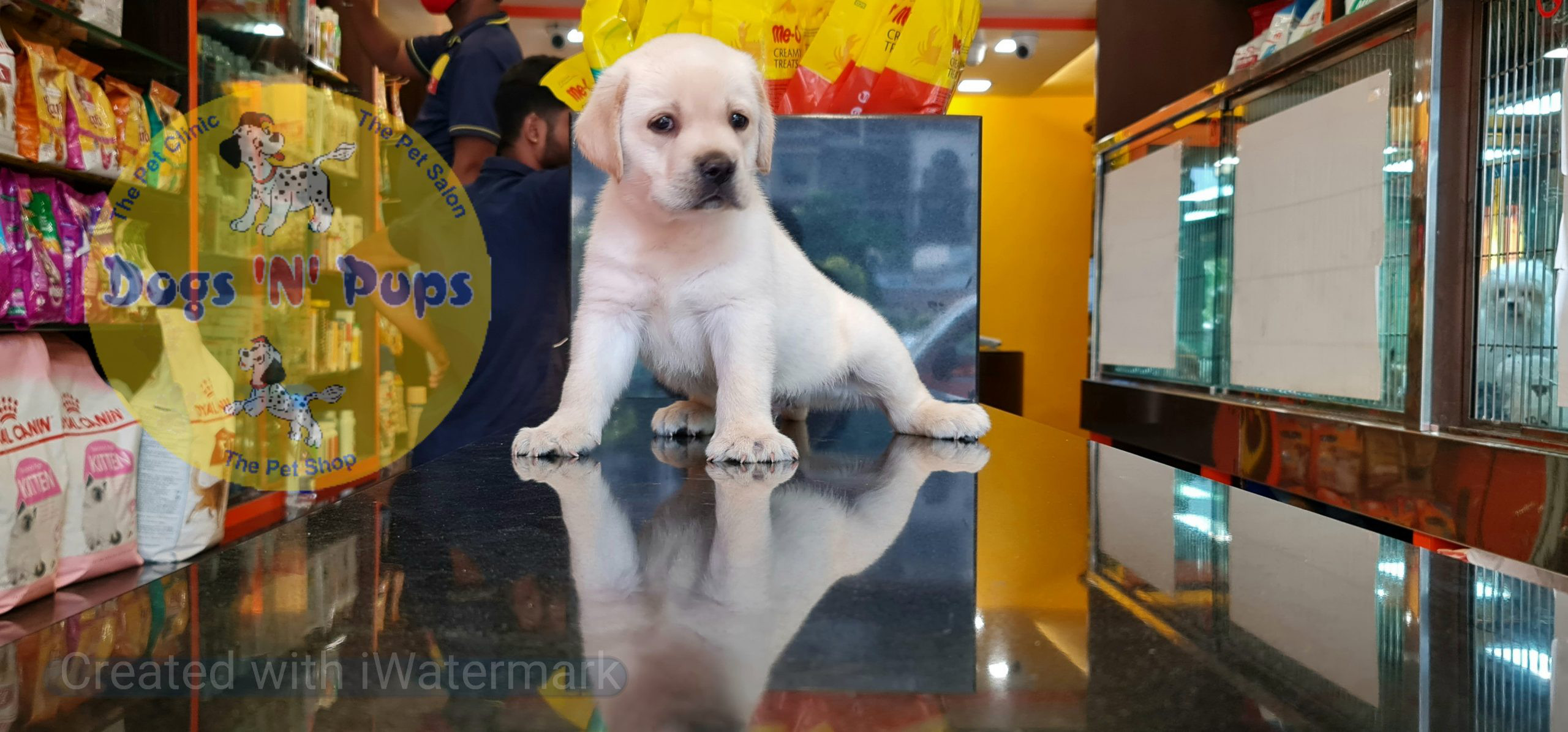 Labrador puppies image 2