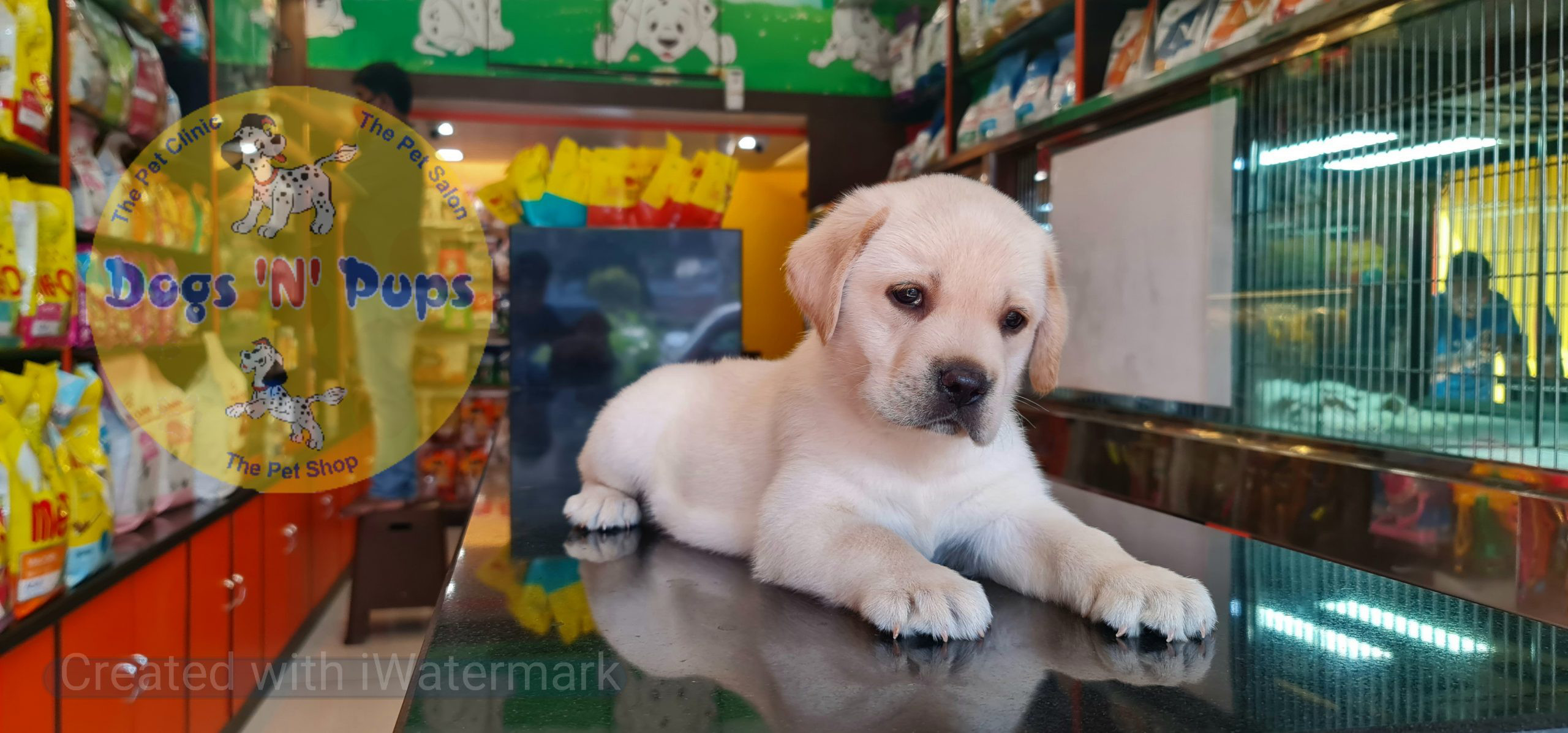 Labrador puppies image 3