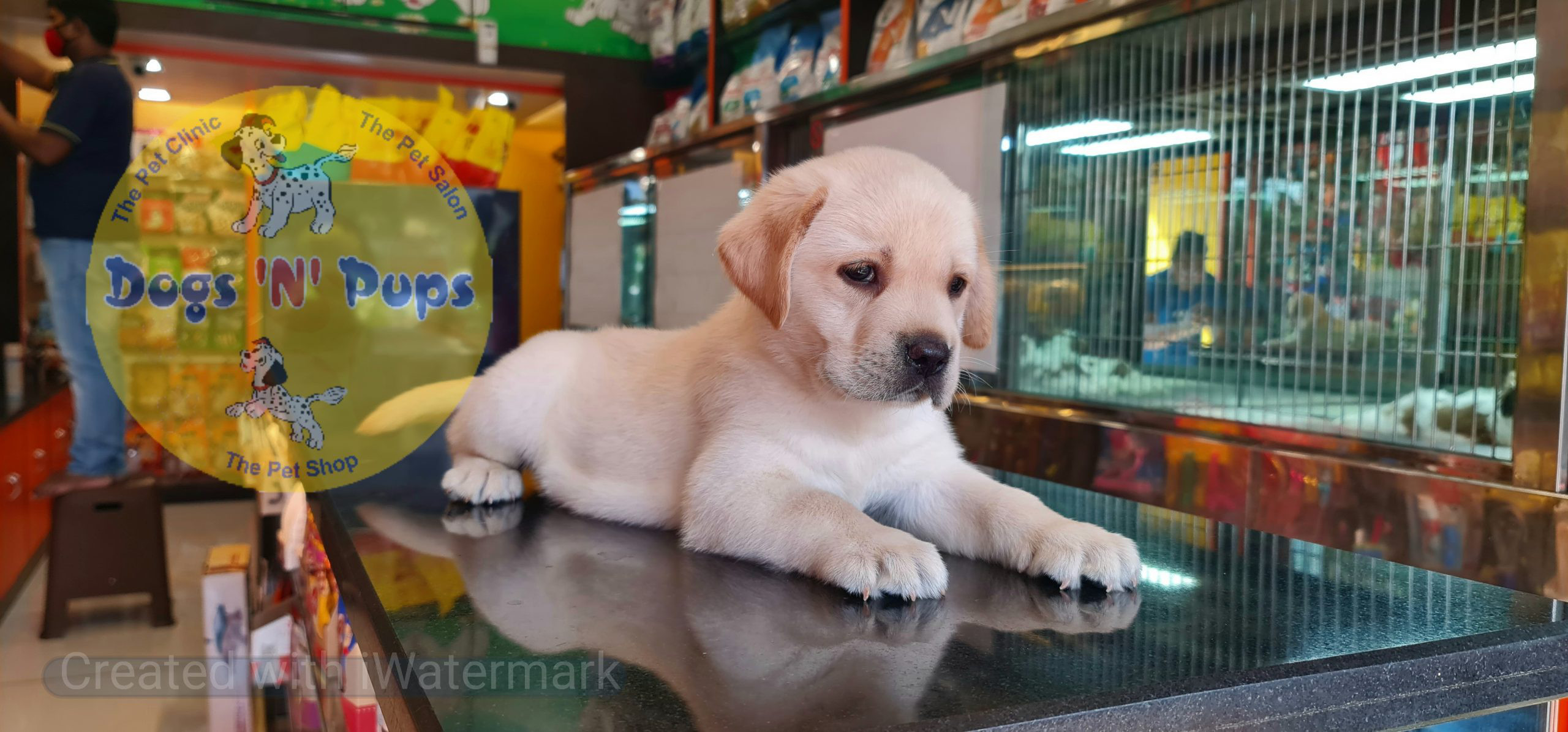 Labrador puppies image 4