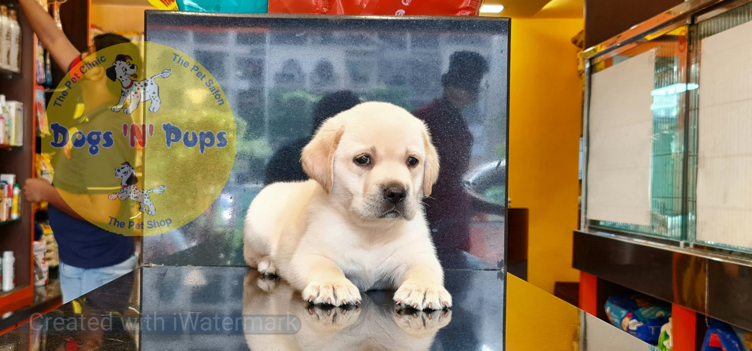Labrador puppies image 5