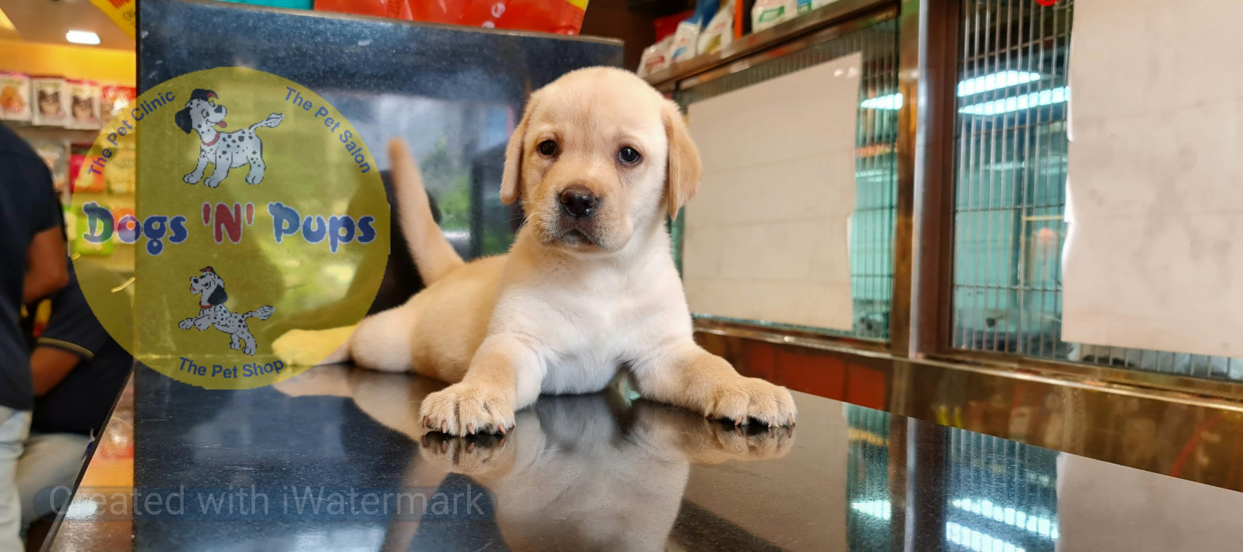 Labrador puppies image 6