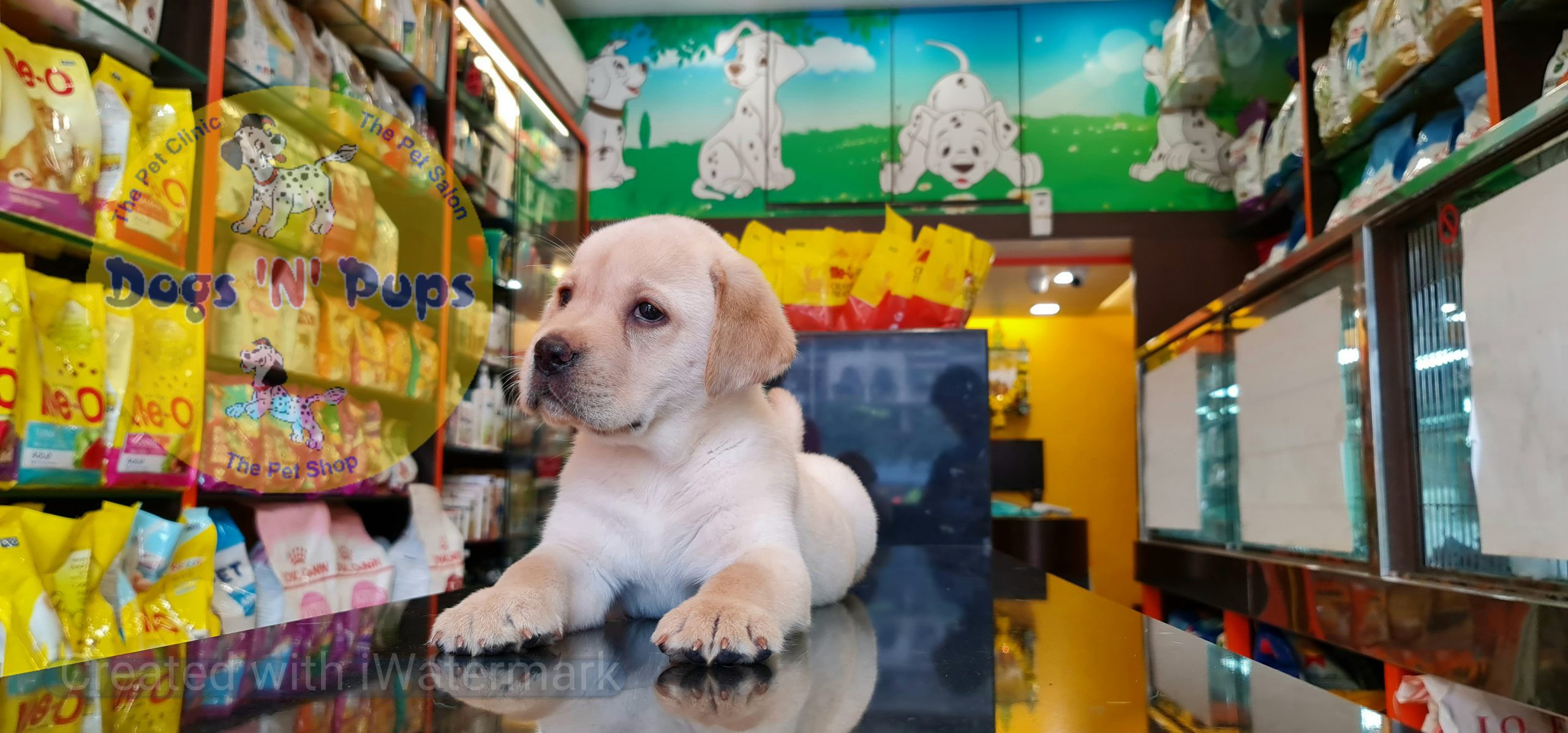 Labrador puppies image 7