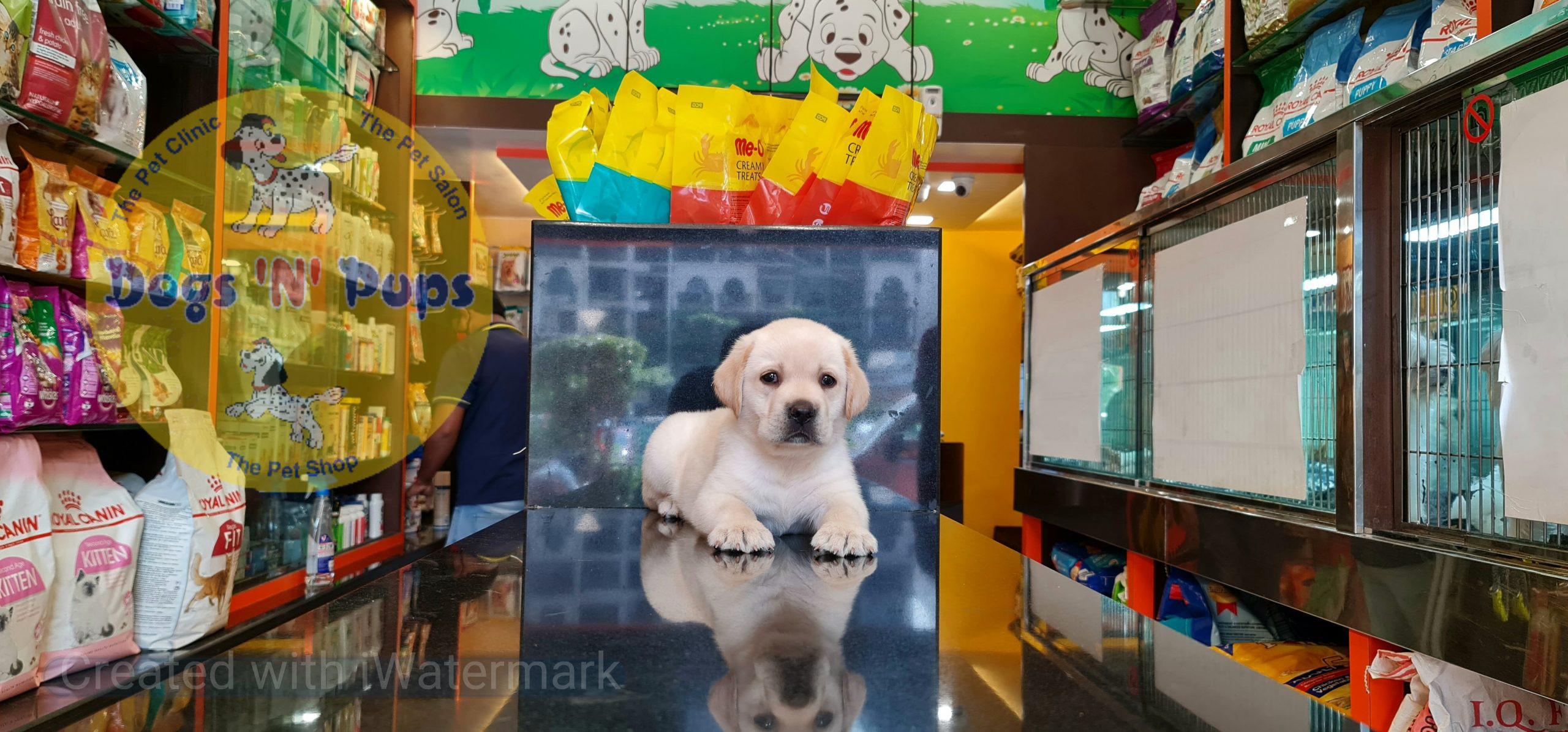 Labrador puppies image 8