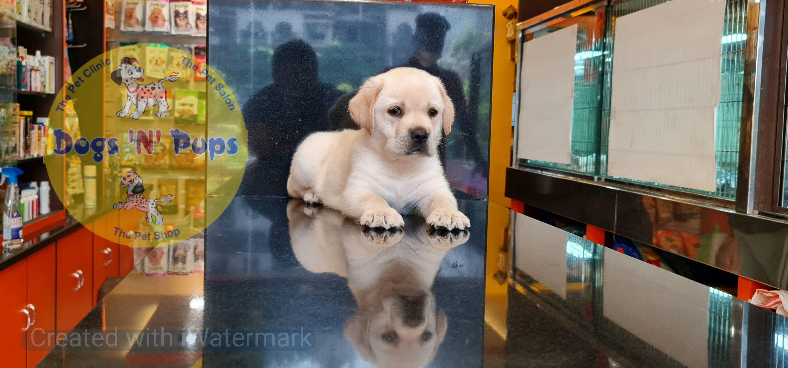 Labrador puppies image 9