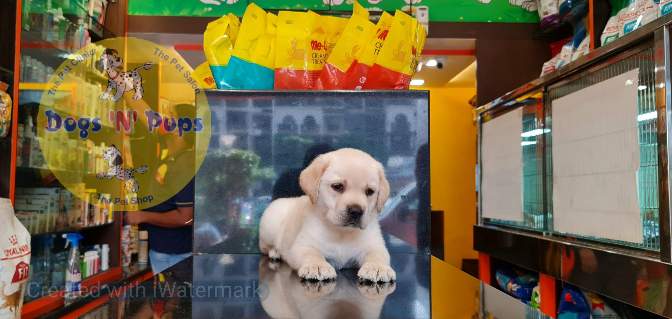 Labrador puppies image 10