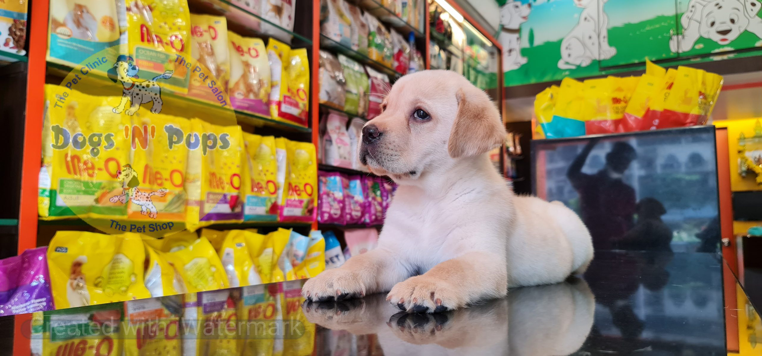 Labrador puppies image 11