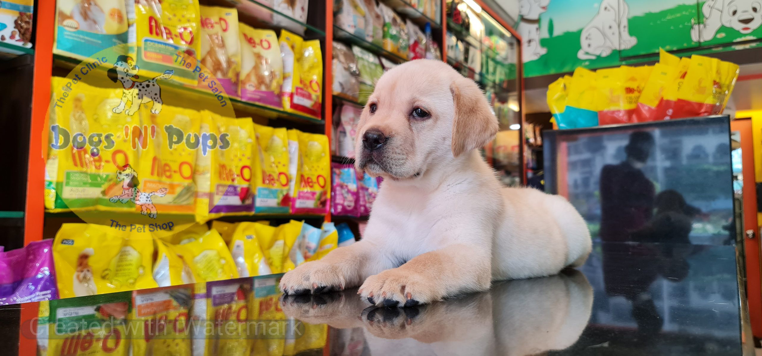 Labrador puppies image 12