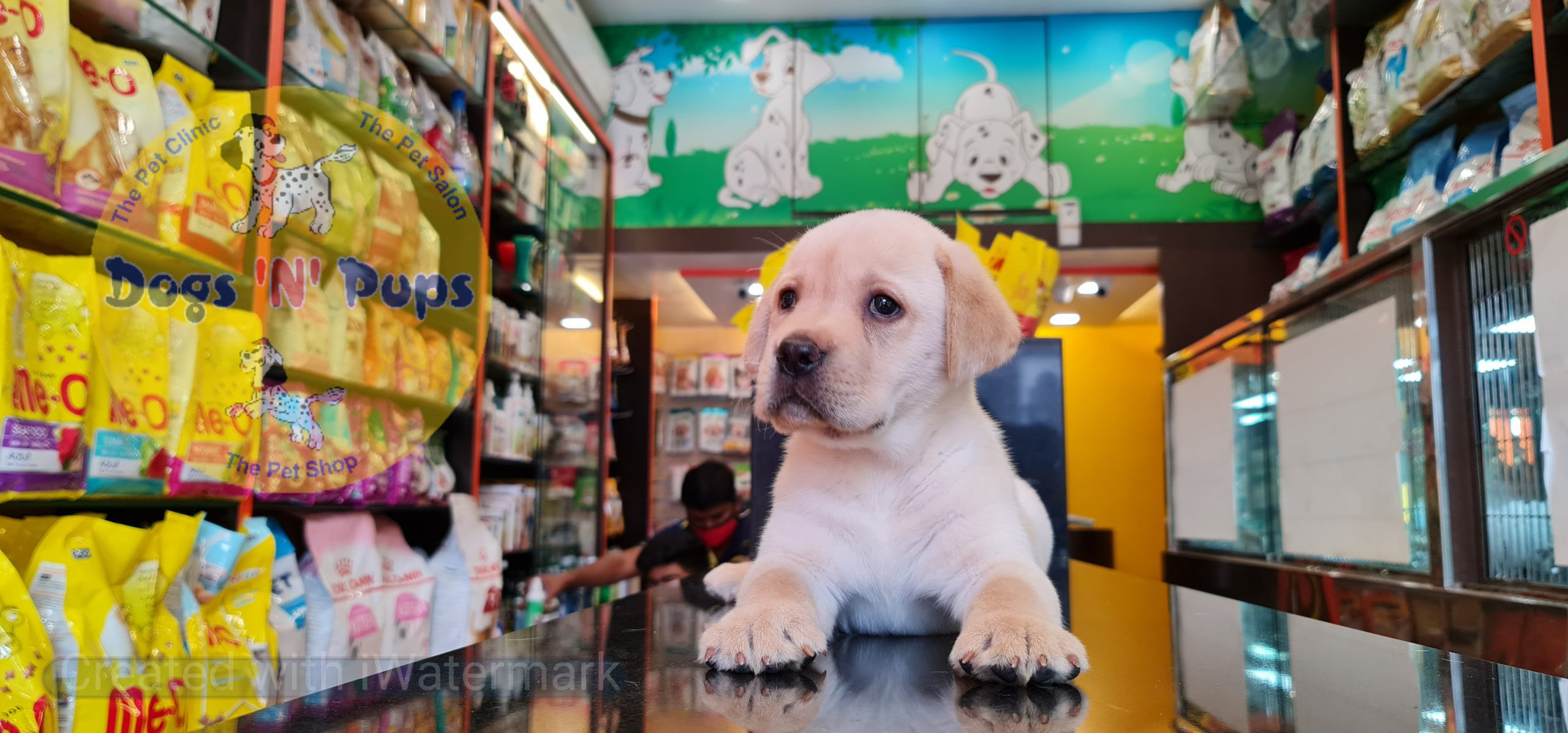 Labrador puppies image 13