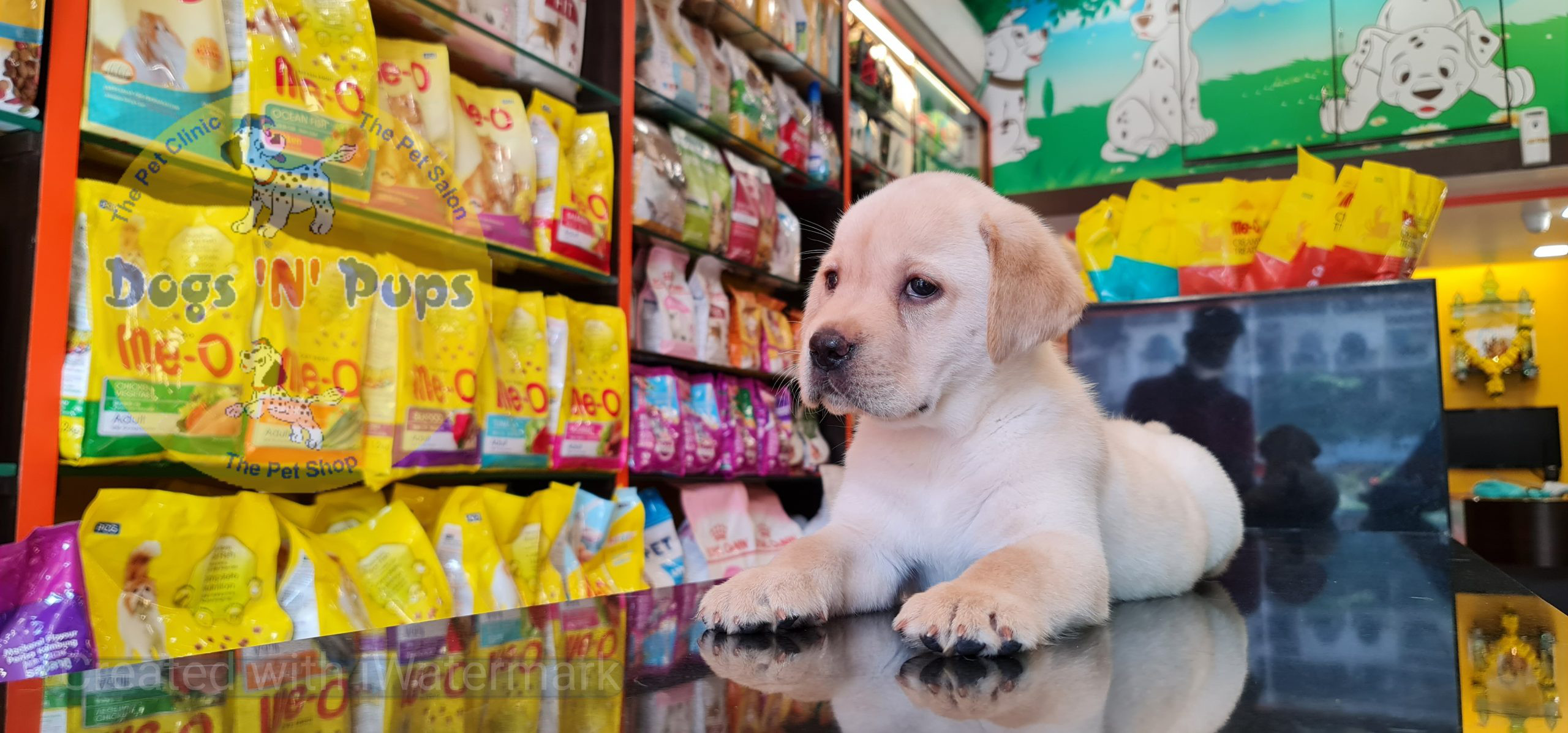 Labrador puppies image 14