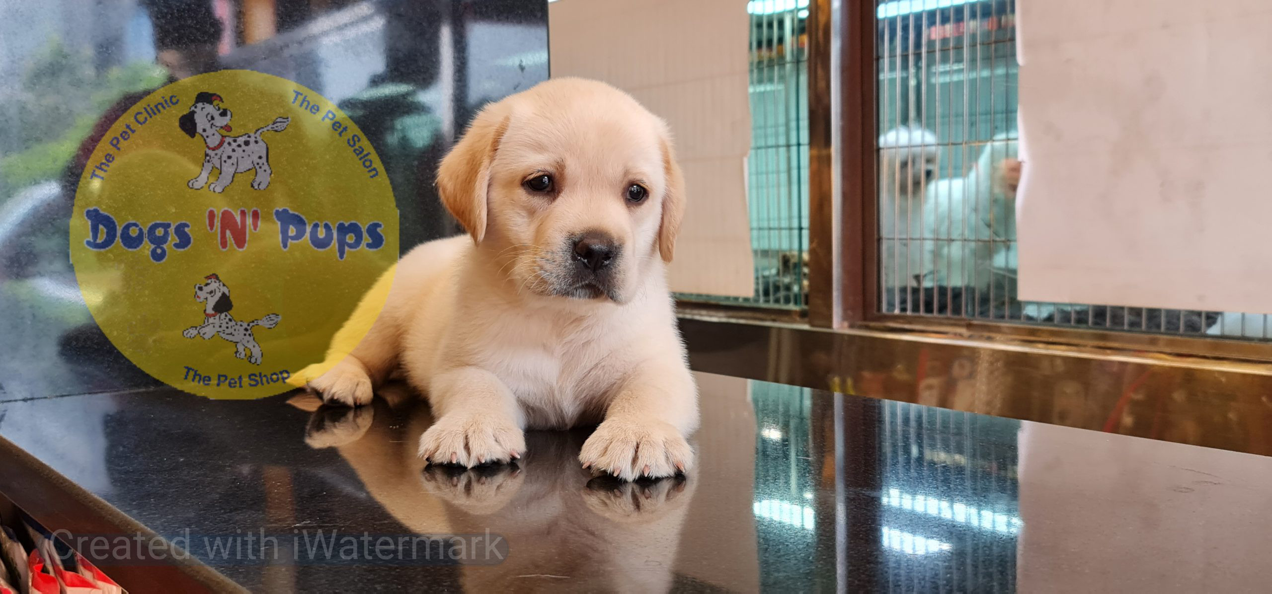 Labrador puppies image 15