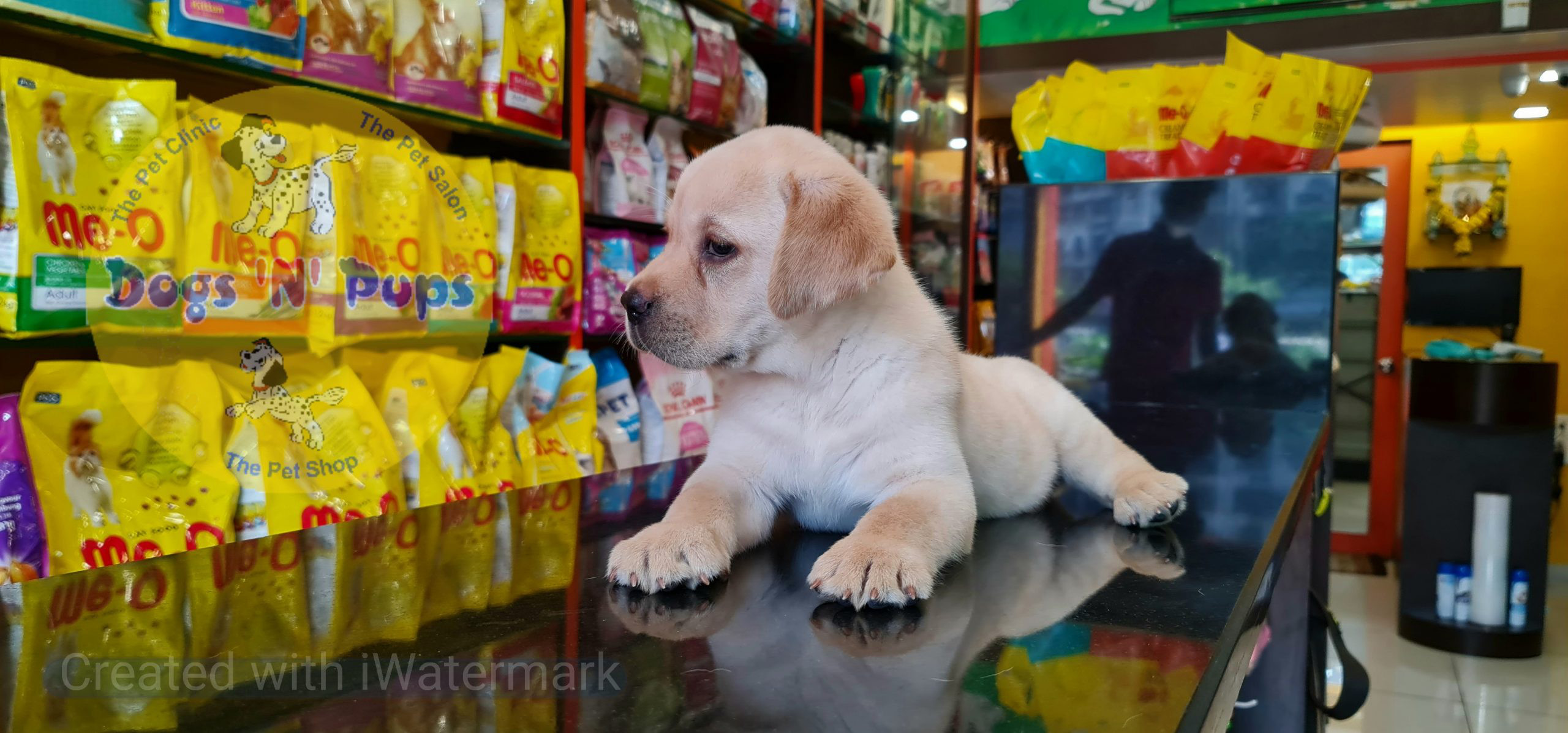 Labrador puppies image 16