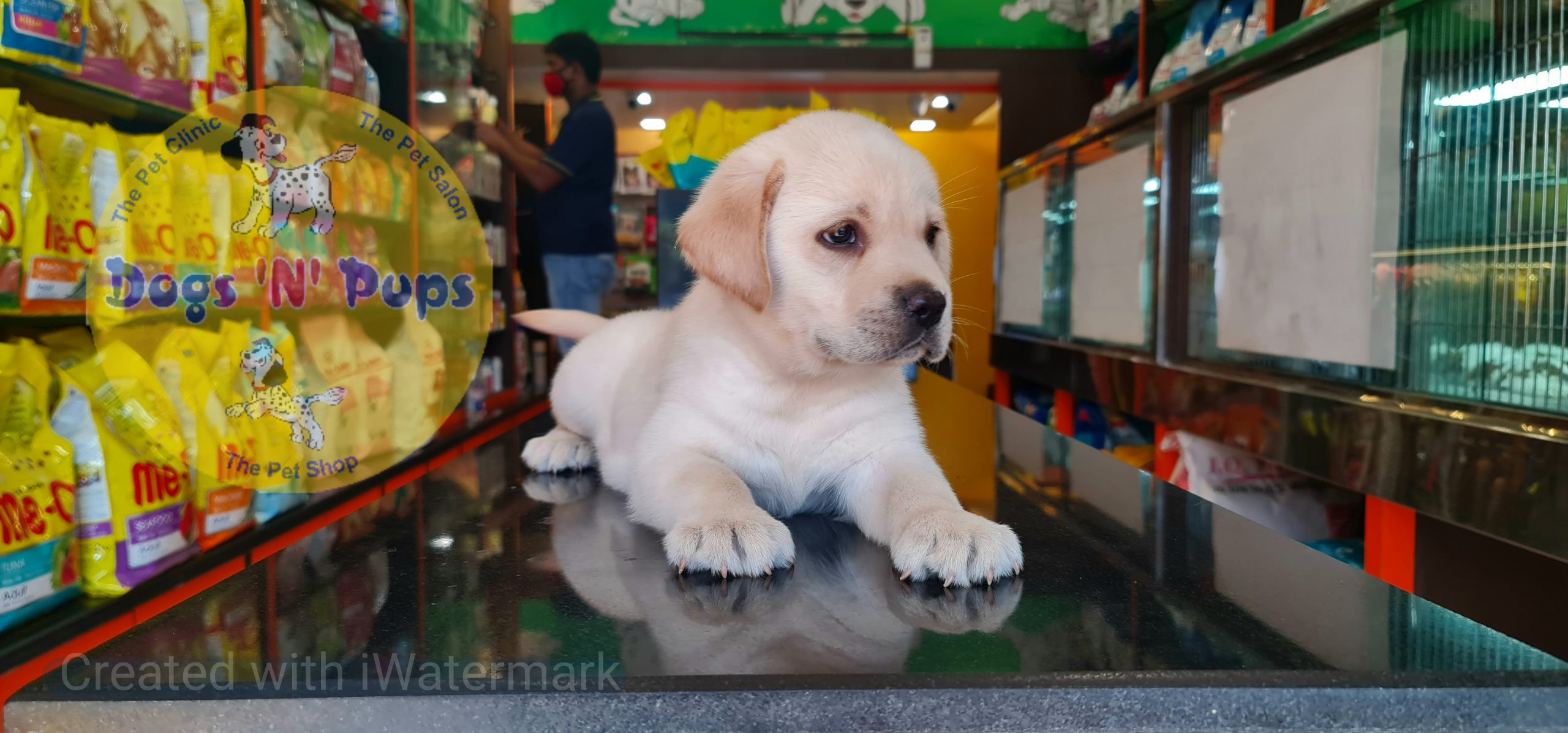 Labrador puppies image 17