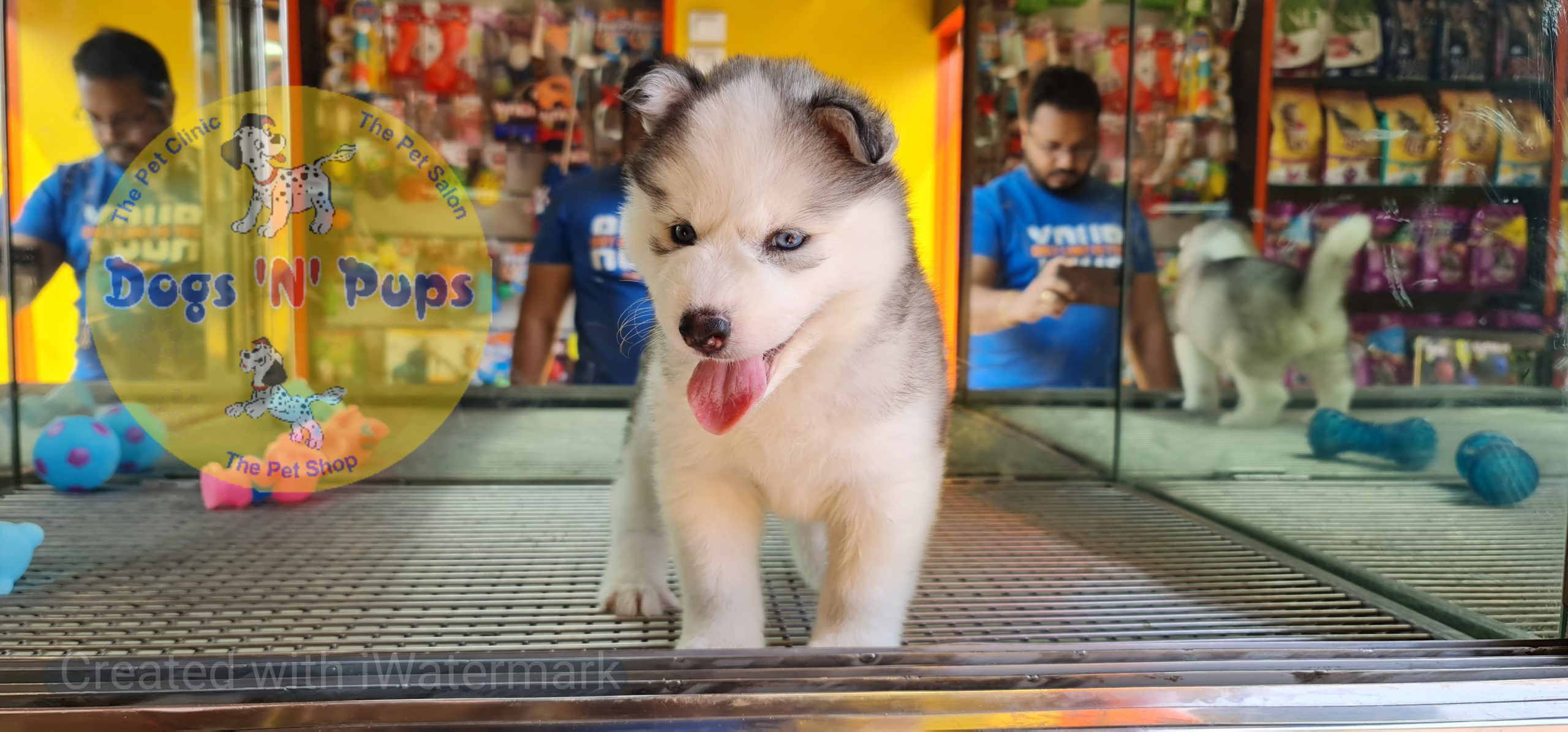 prev dog posted image