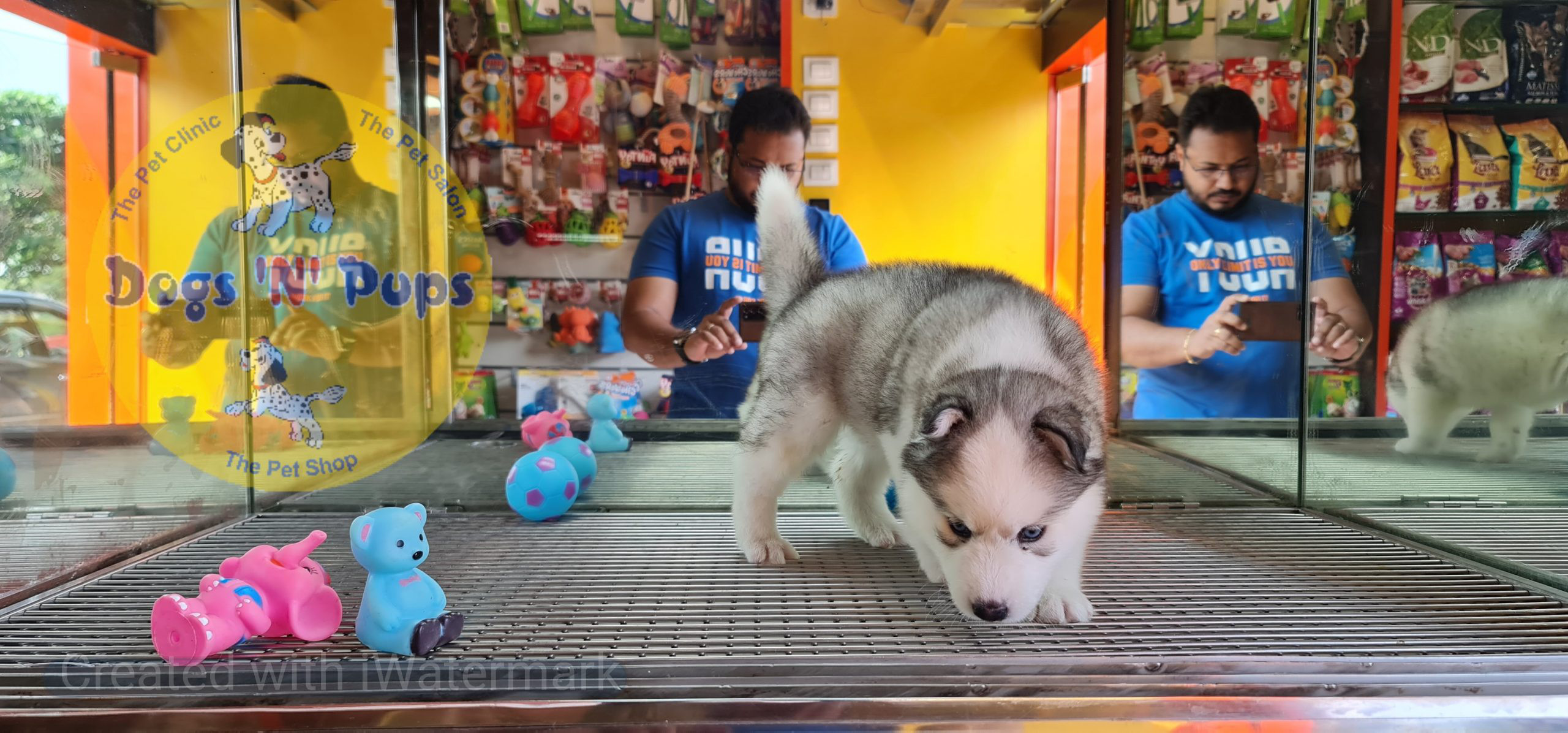 Siberian husky image 2