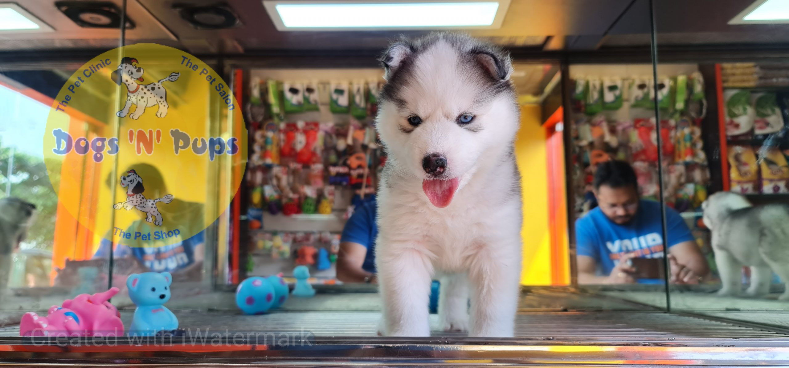 Siberian husky image 3