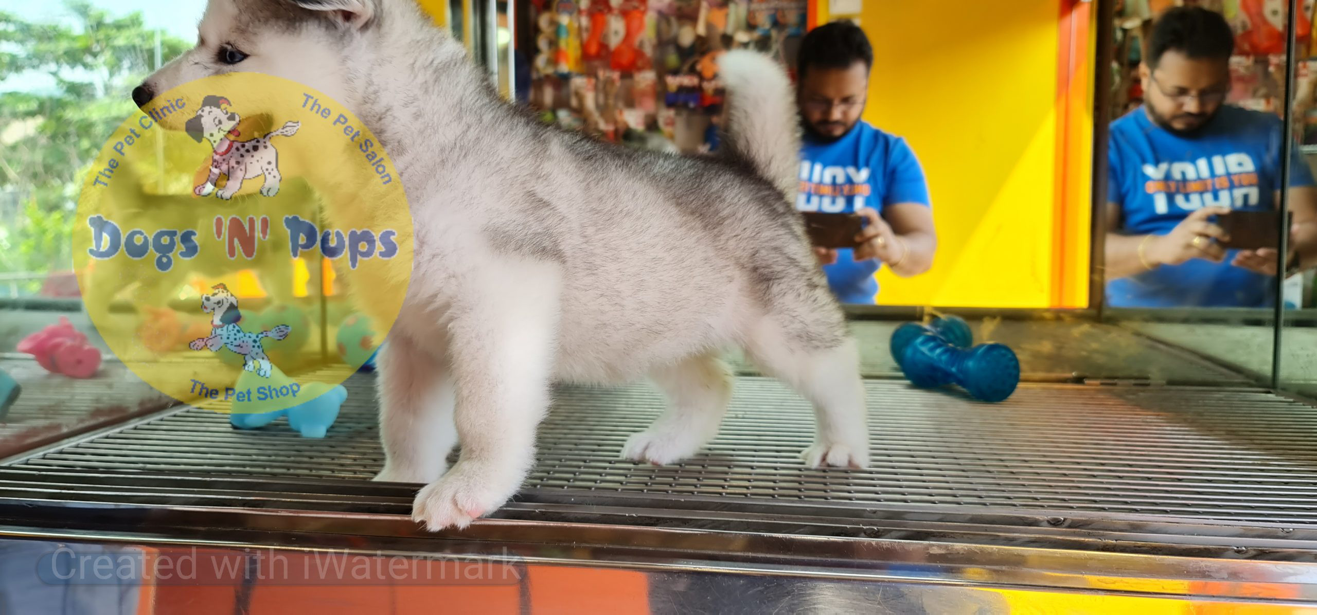 Siberian husky image 4