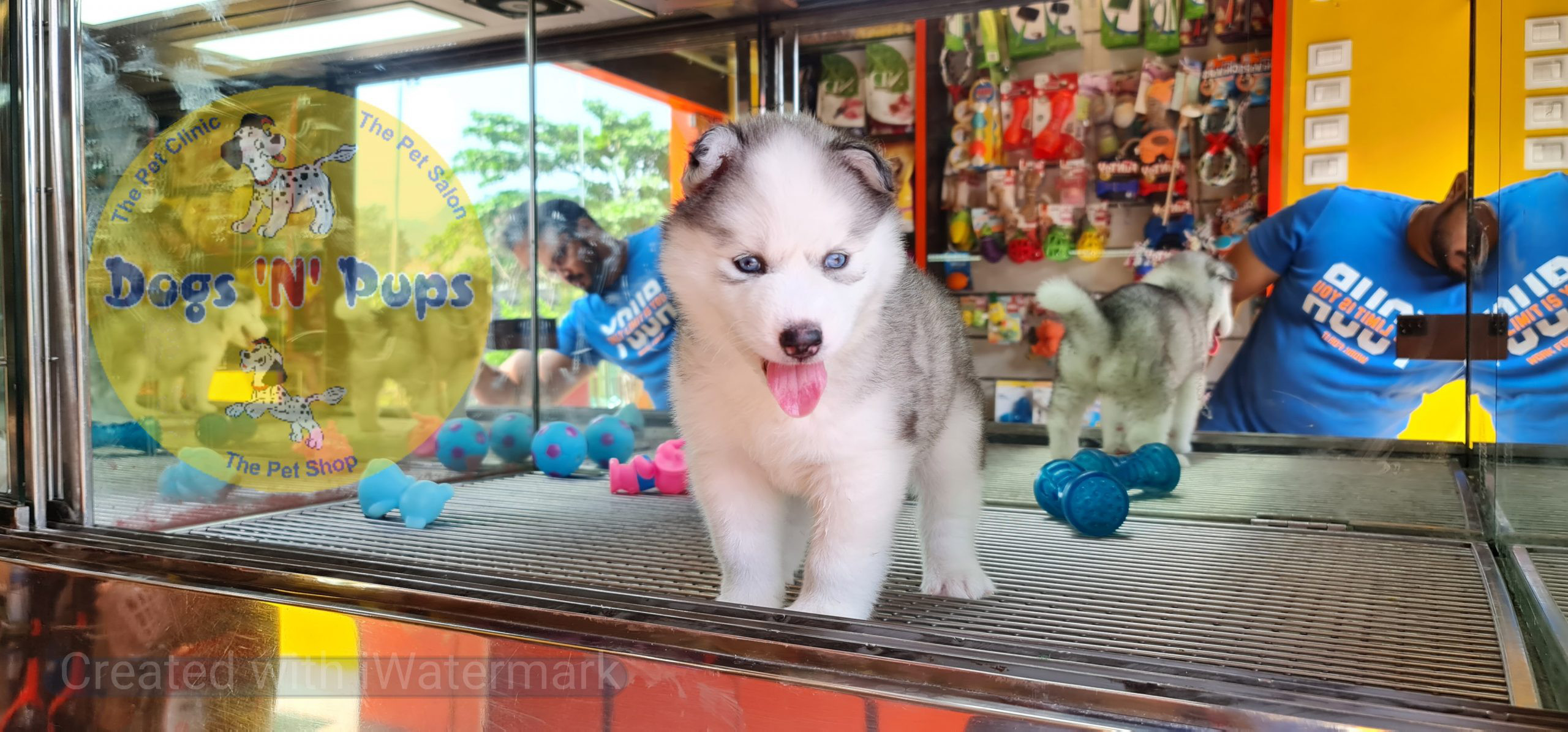 Siberian husky image 5