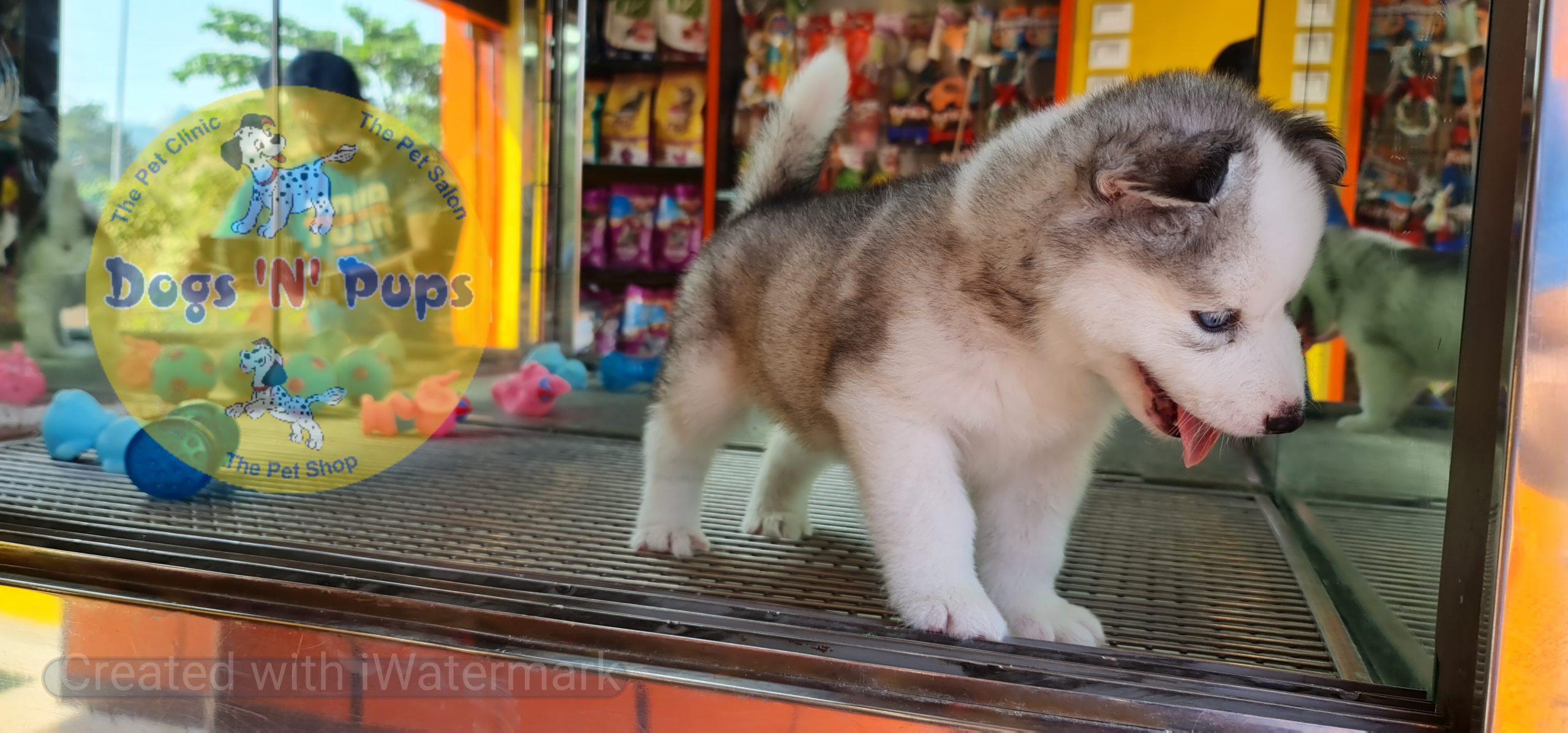 Siberian husky image 6
