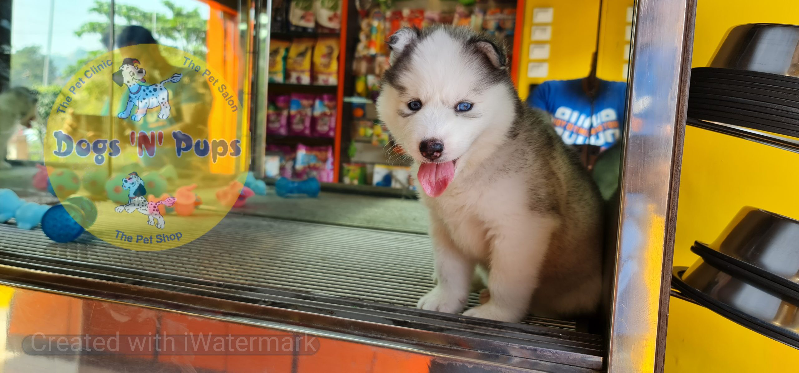 Siberian husky image 7