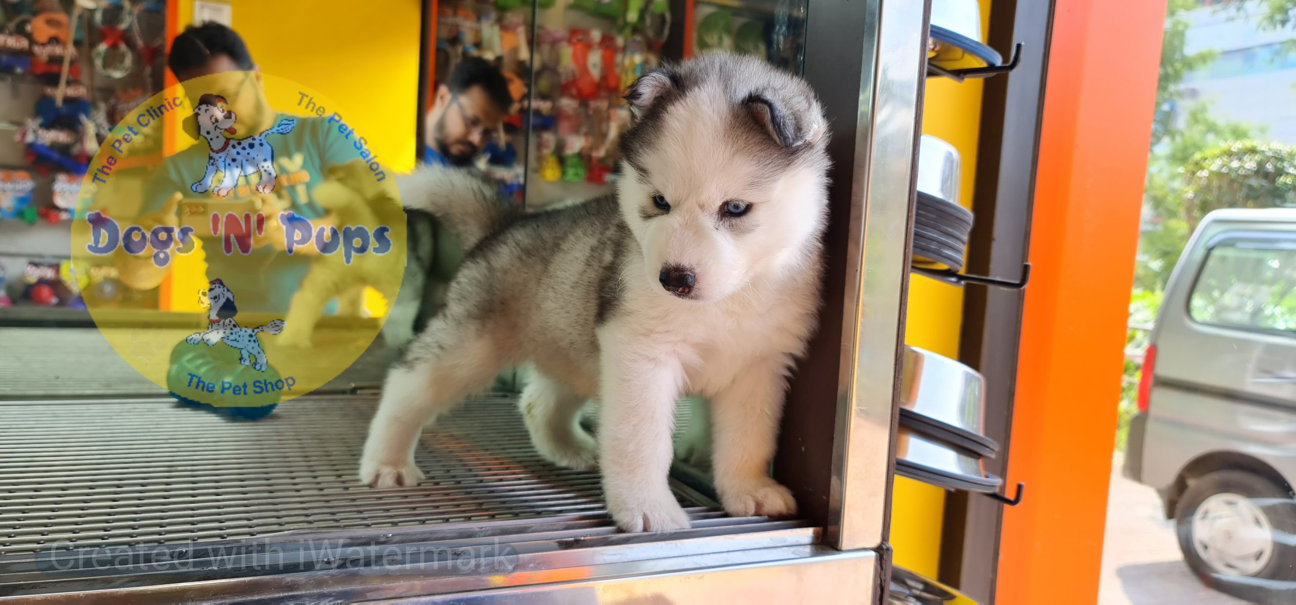 Siberian husky image 8