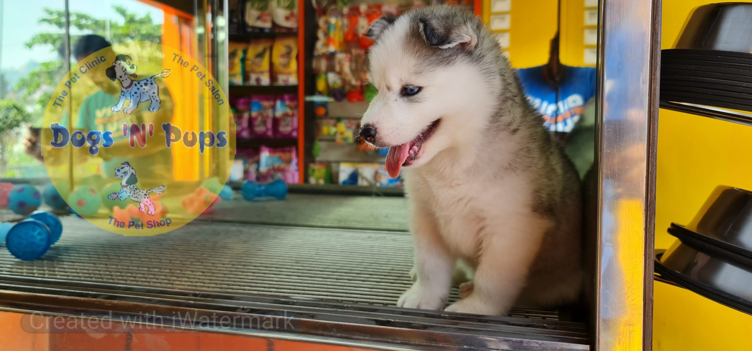 Siberian husky image 9