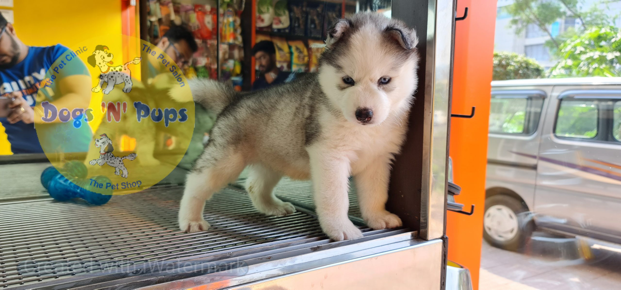 Siberian husky image 10