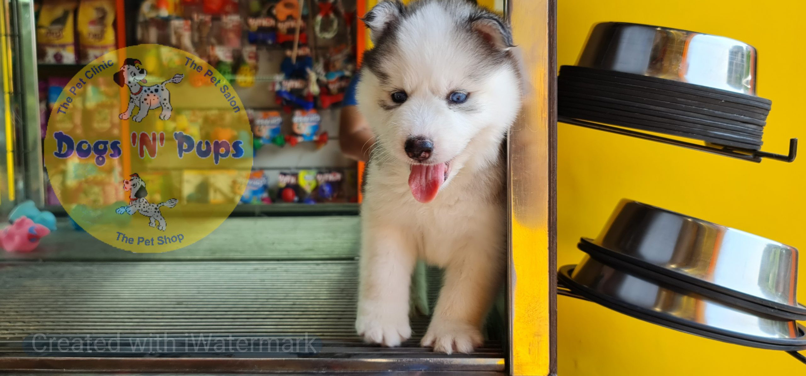 Siberian husky image 11