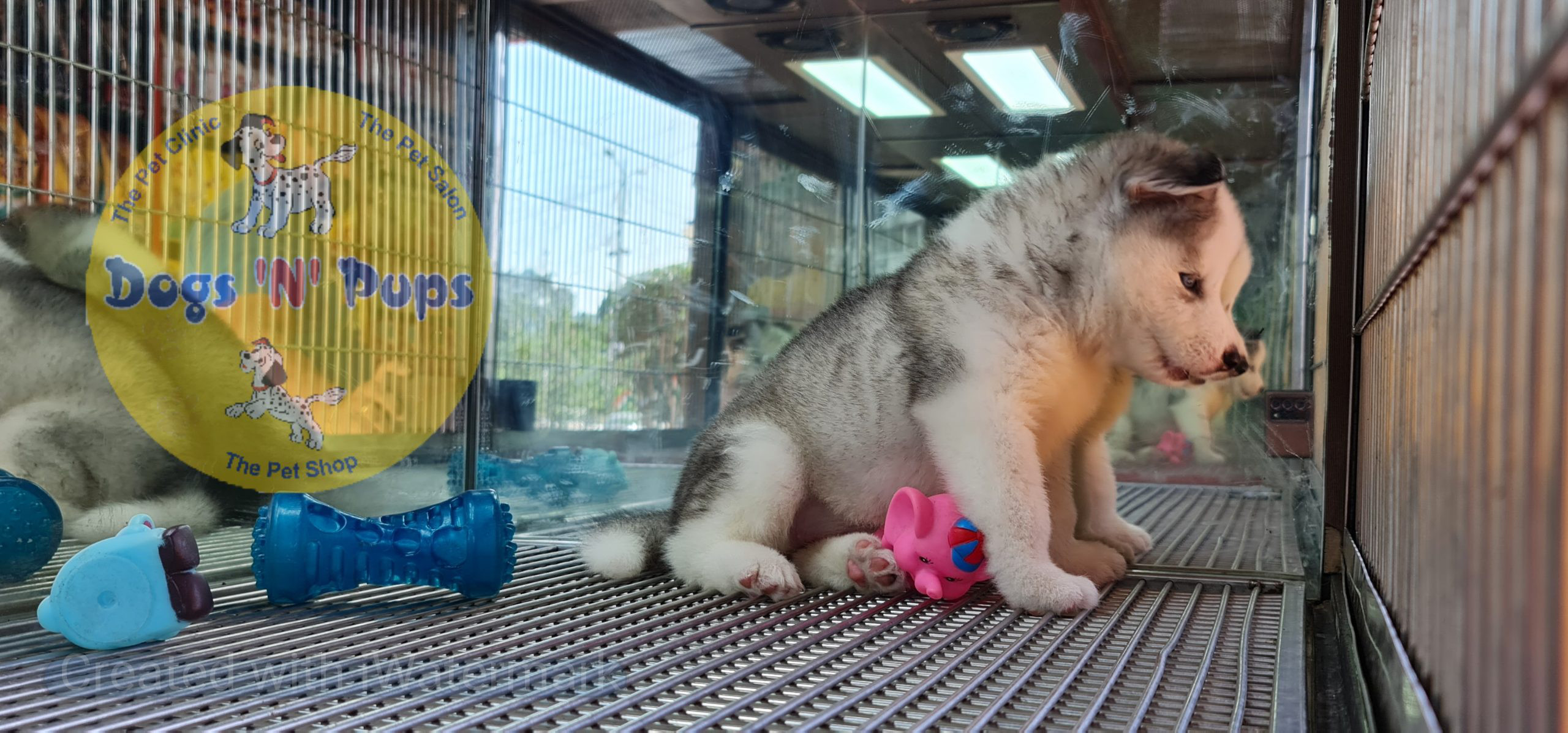 Siberian husky image 12