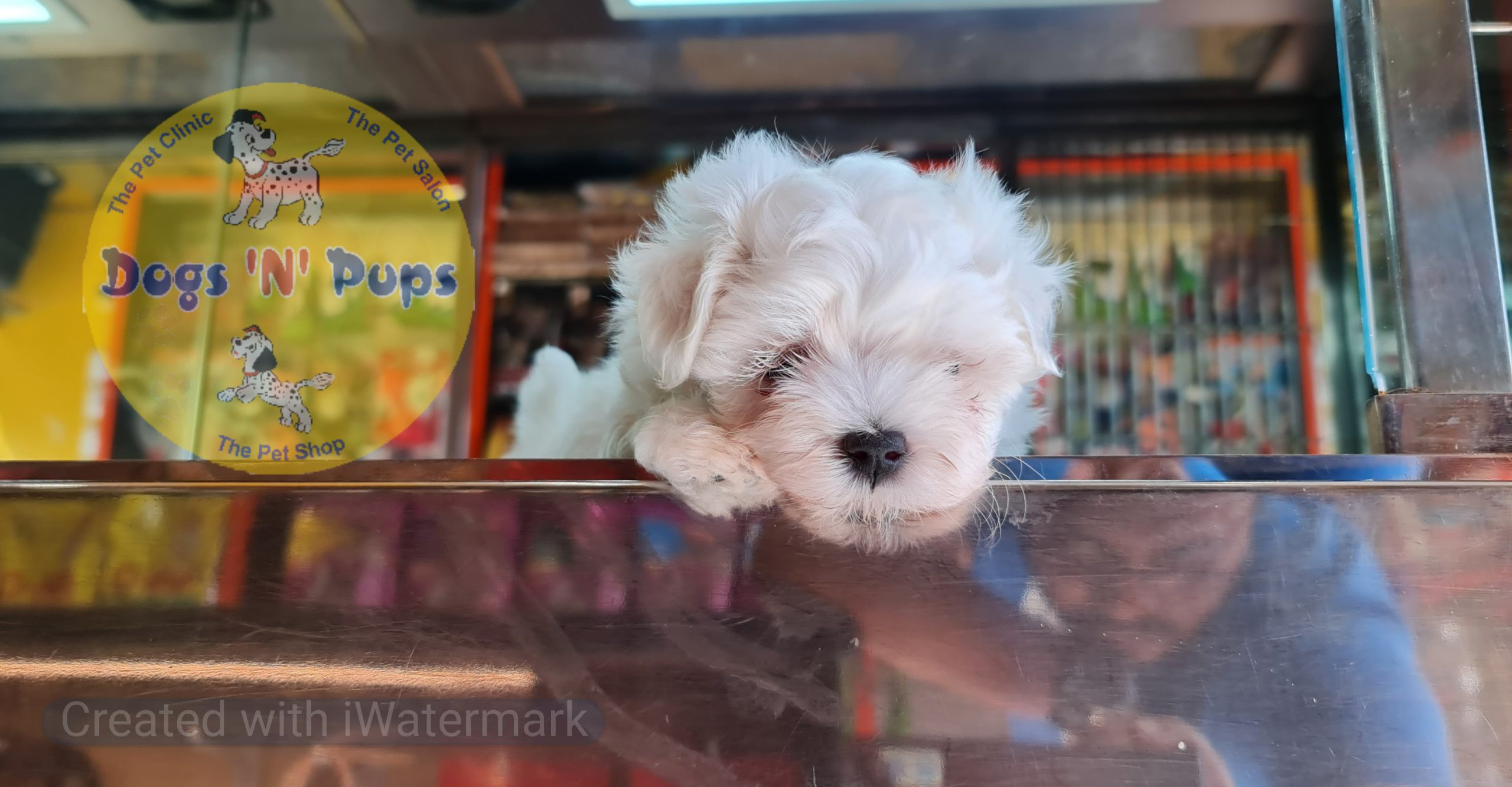 prev dog posted image