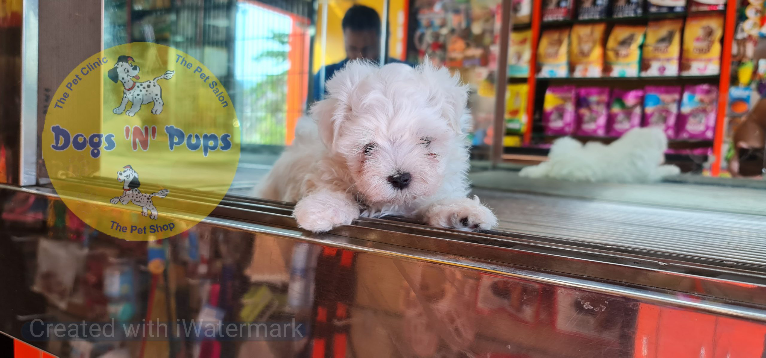 Maltese puppy image 2