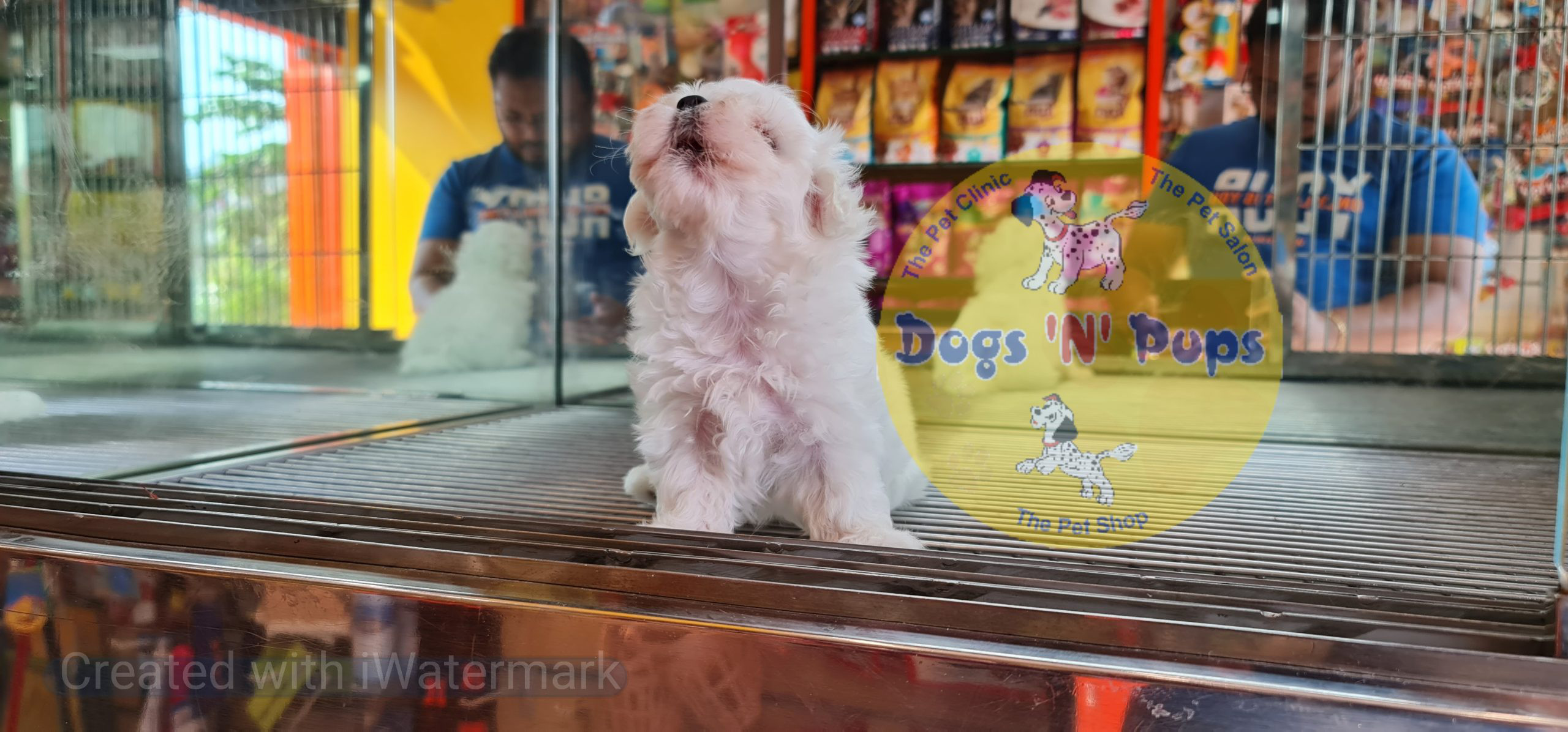 Maltese puppy image 3