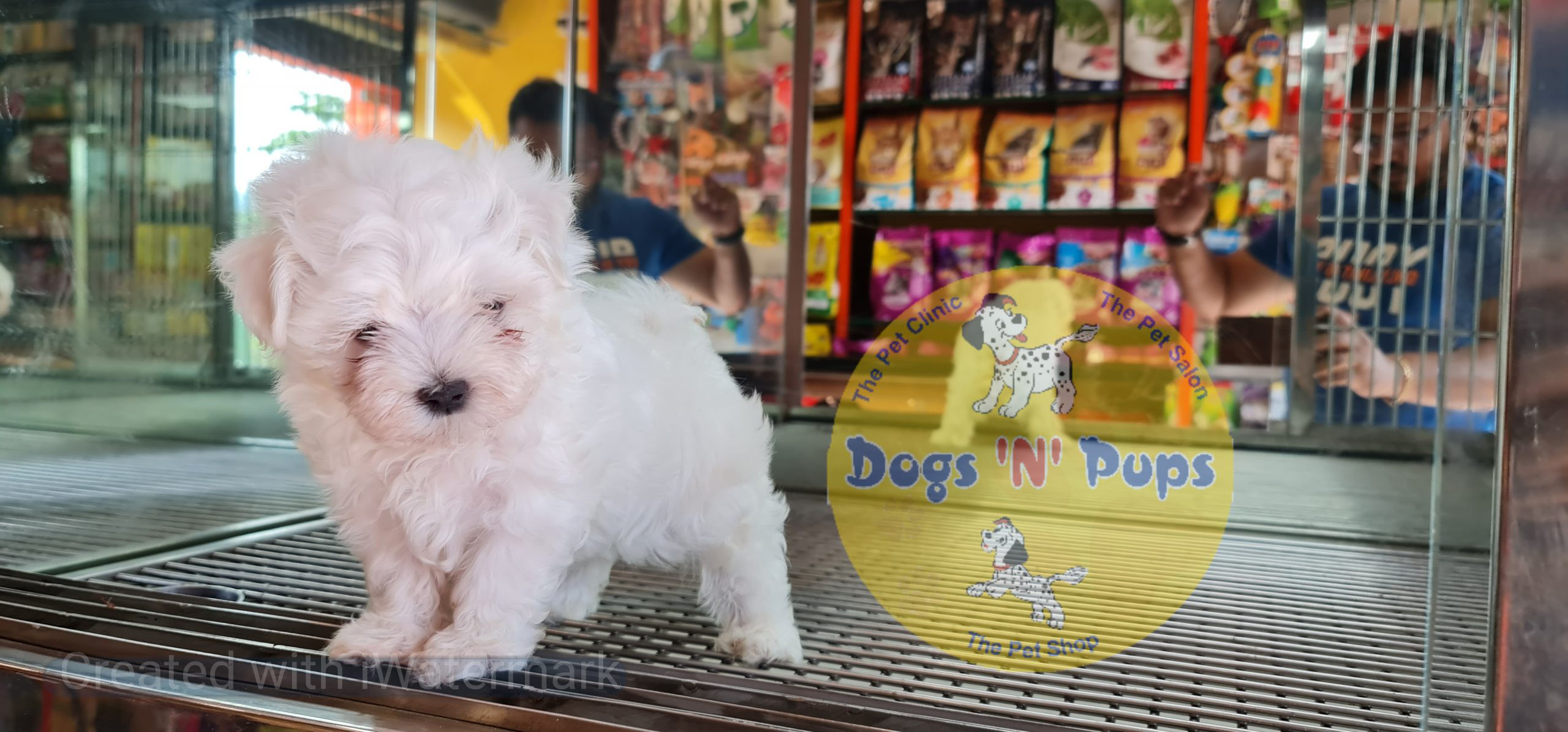 Maltese puppy image 4