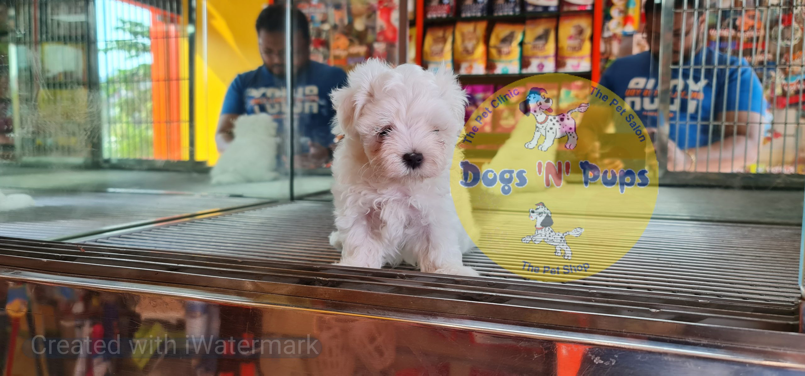 Maltese puppy image 5