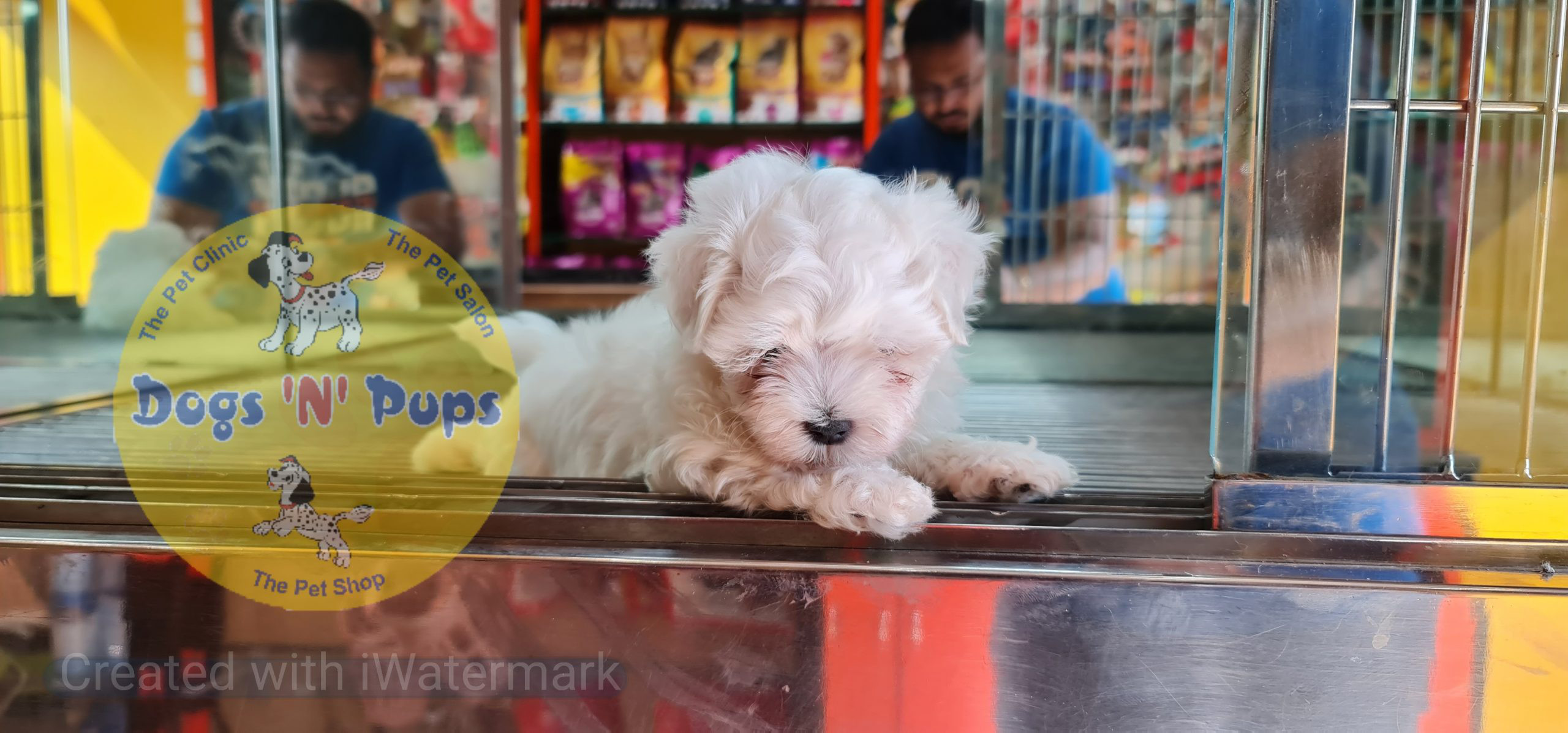 Maltese puppy image 6