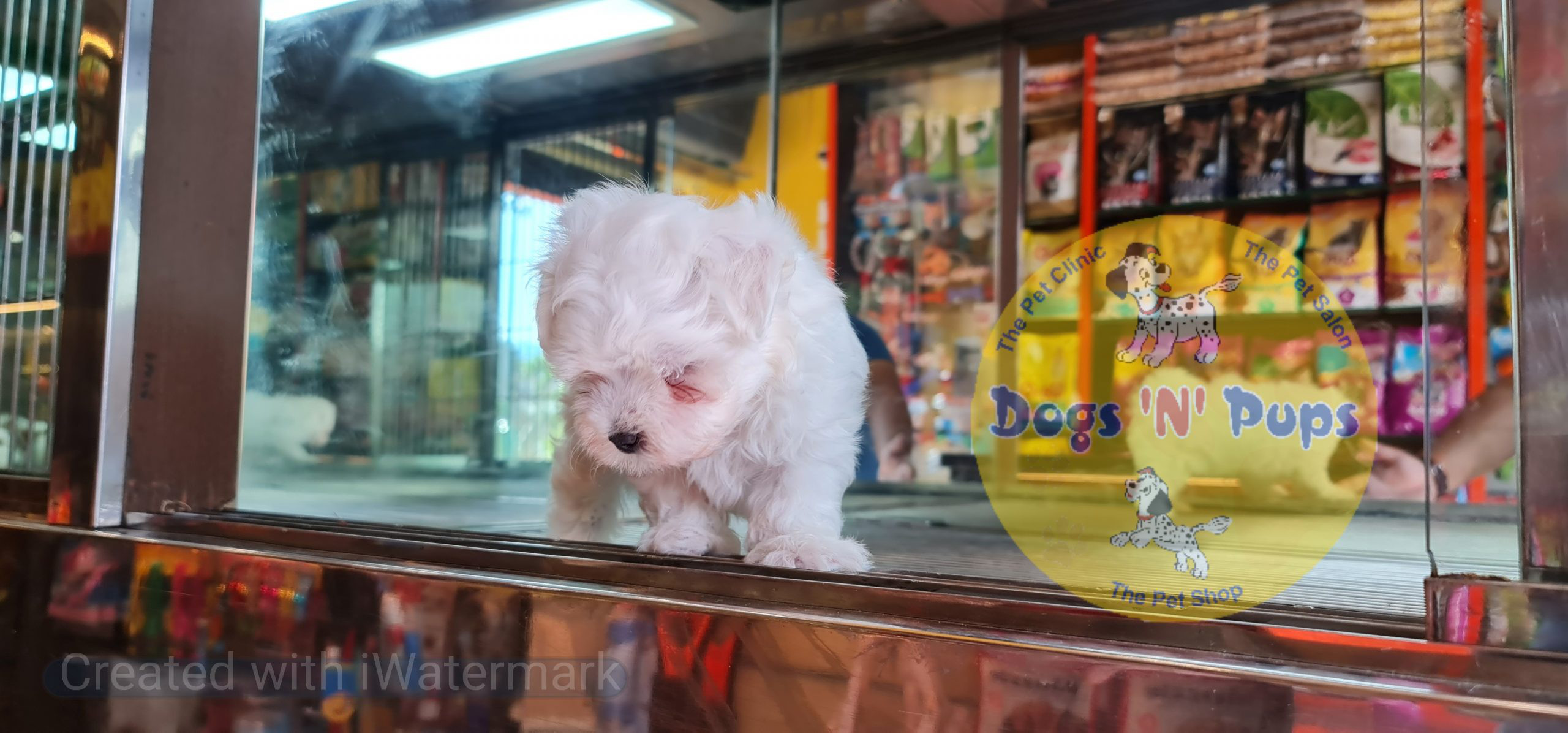 Maltese puppy image 7