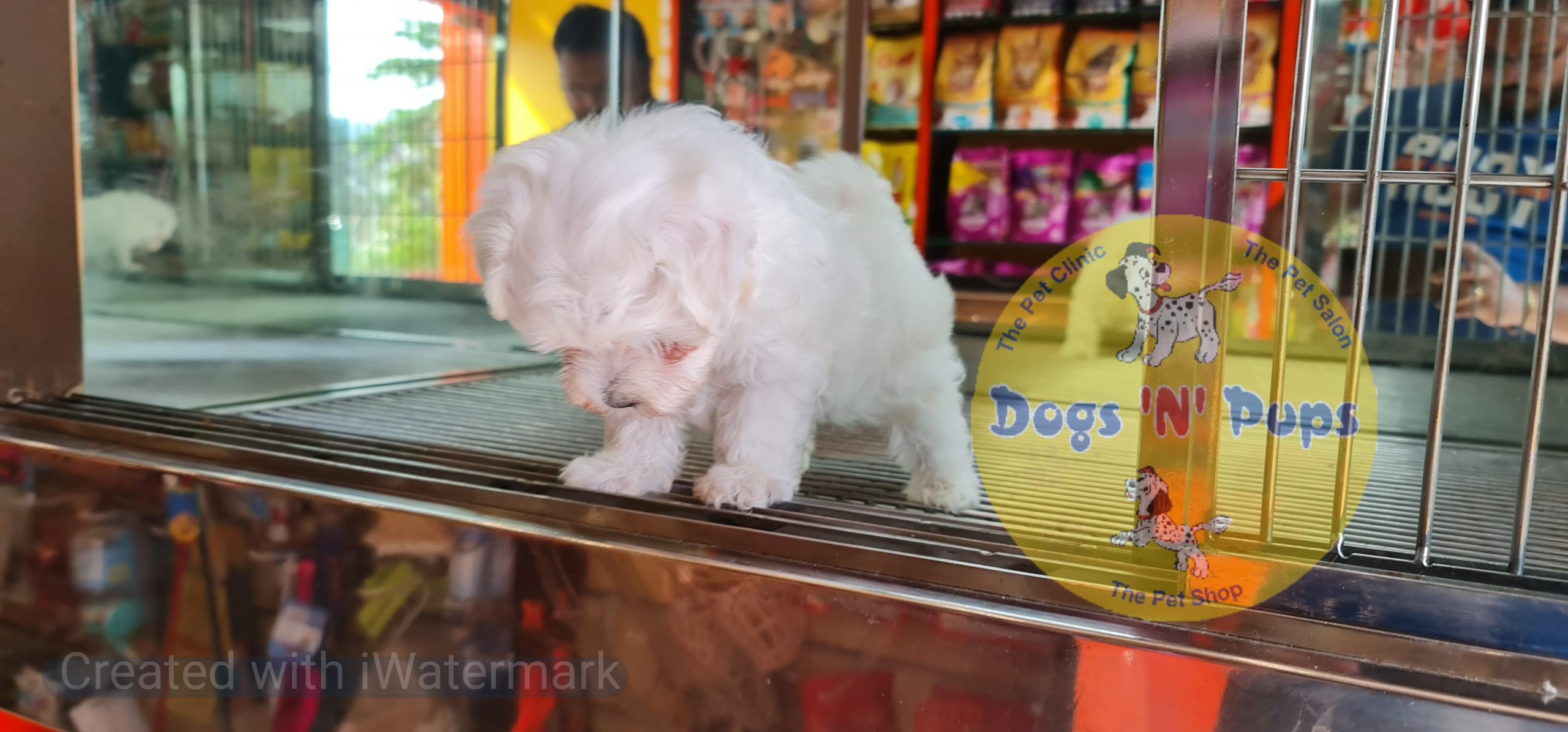 Maltese puppy image 8