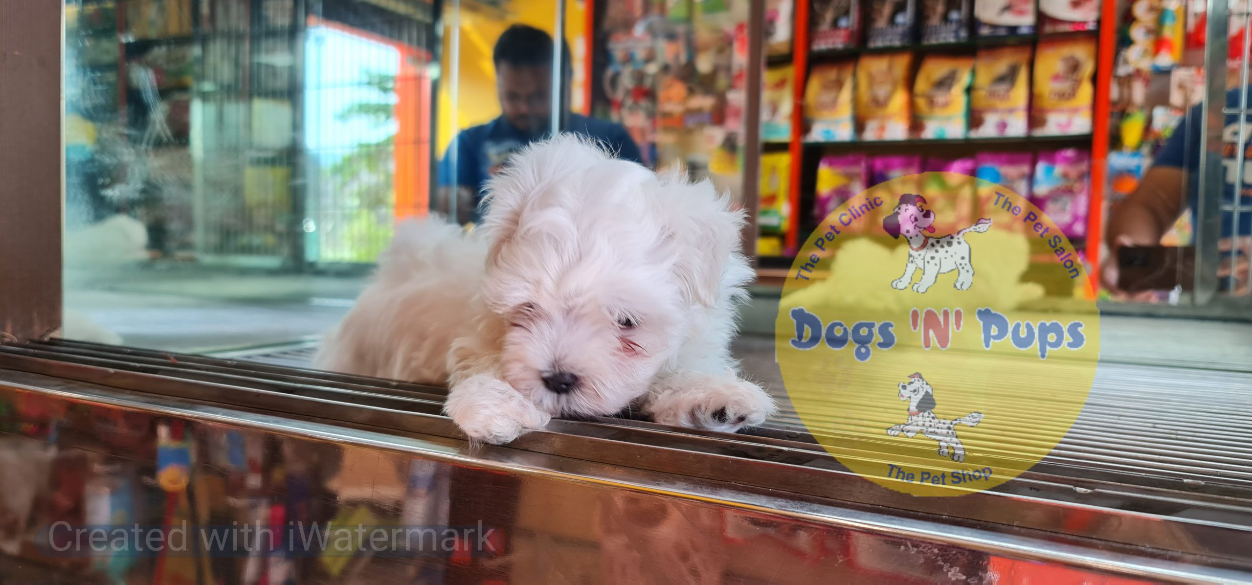 Maltese puppy image 9