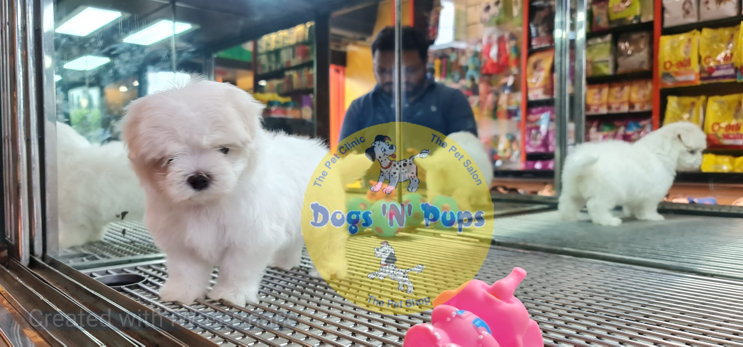 prev dog posted image