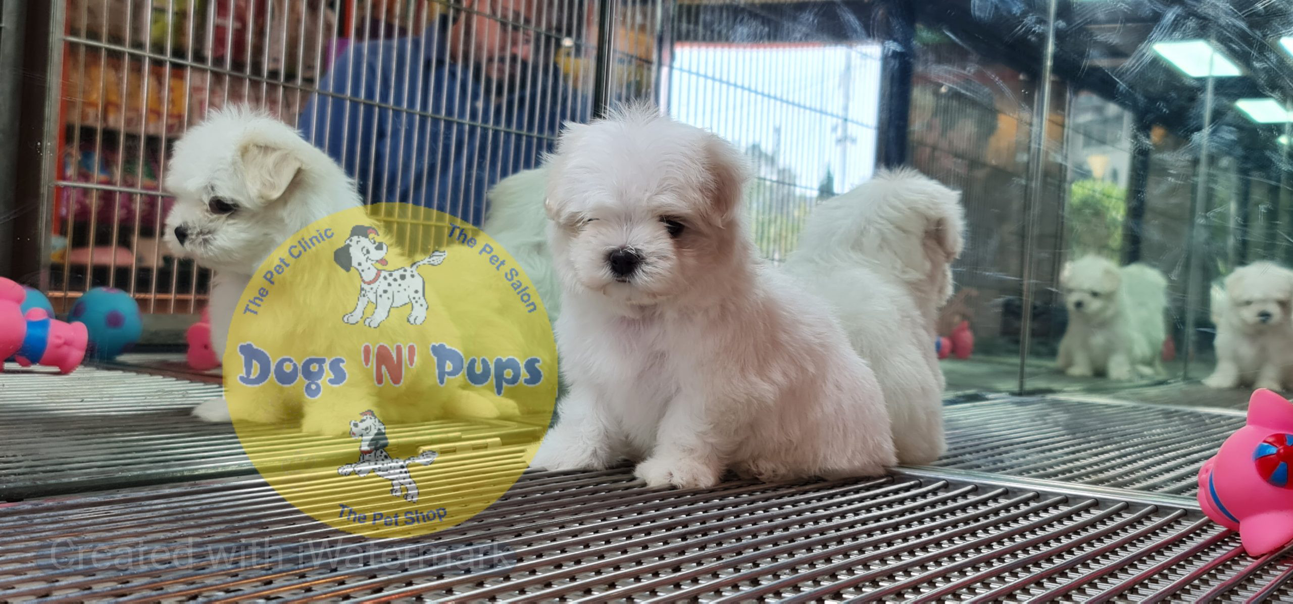 Maltese puppy image 2