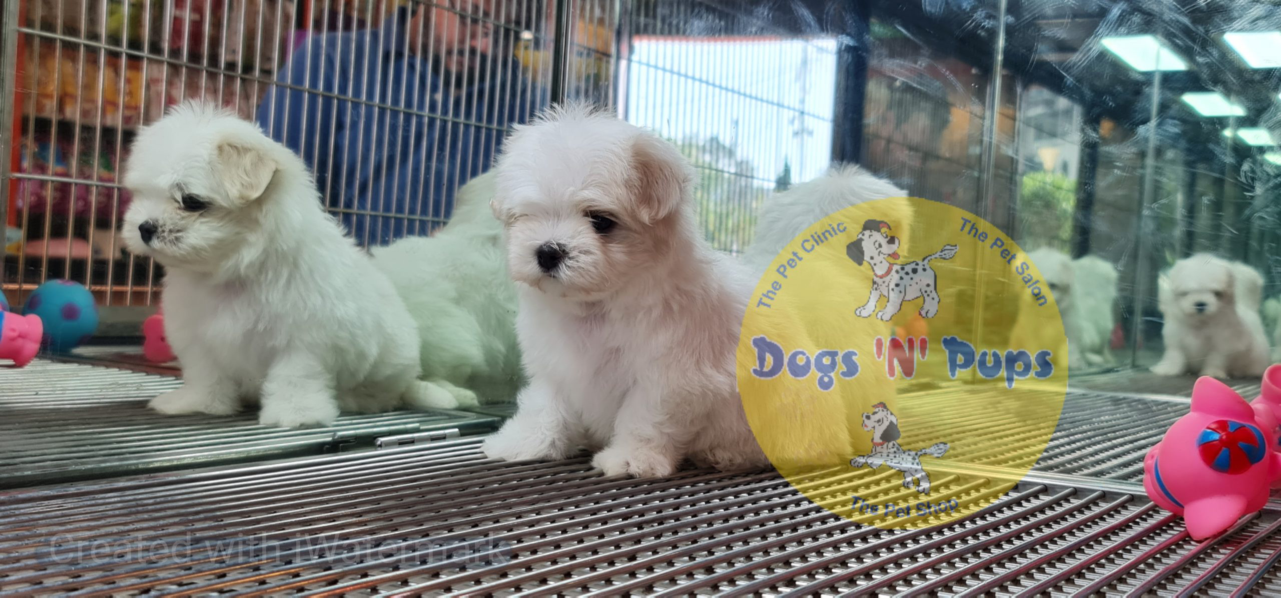 Maltese puppy image 3