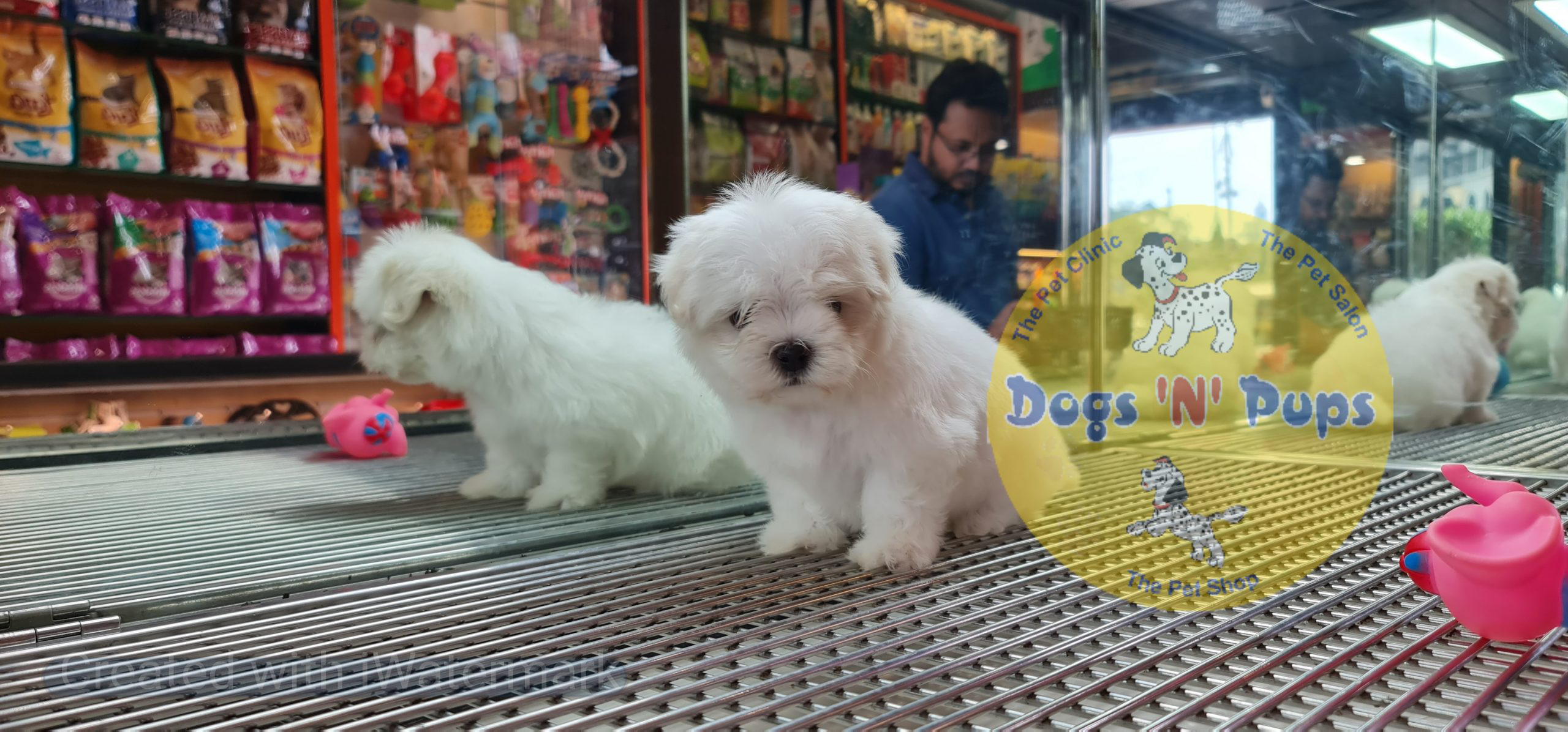 Maltese puppy image 5